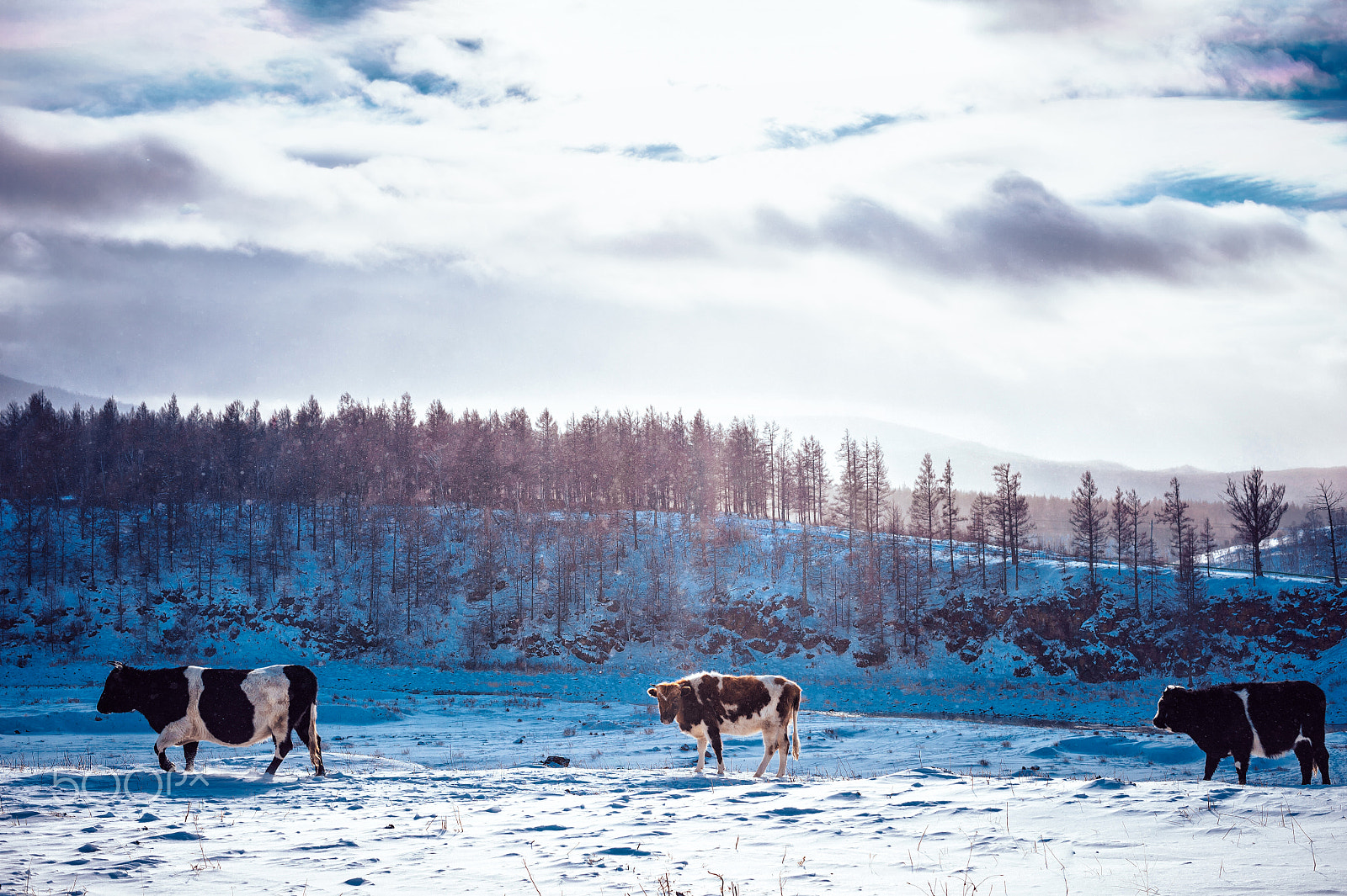 Nikon Df + Nikon AF-S Nikkor 50mm F1.4G sample photo. Snow adventure photography