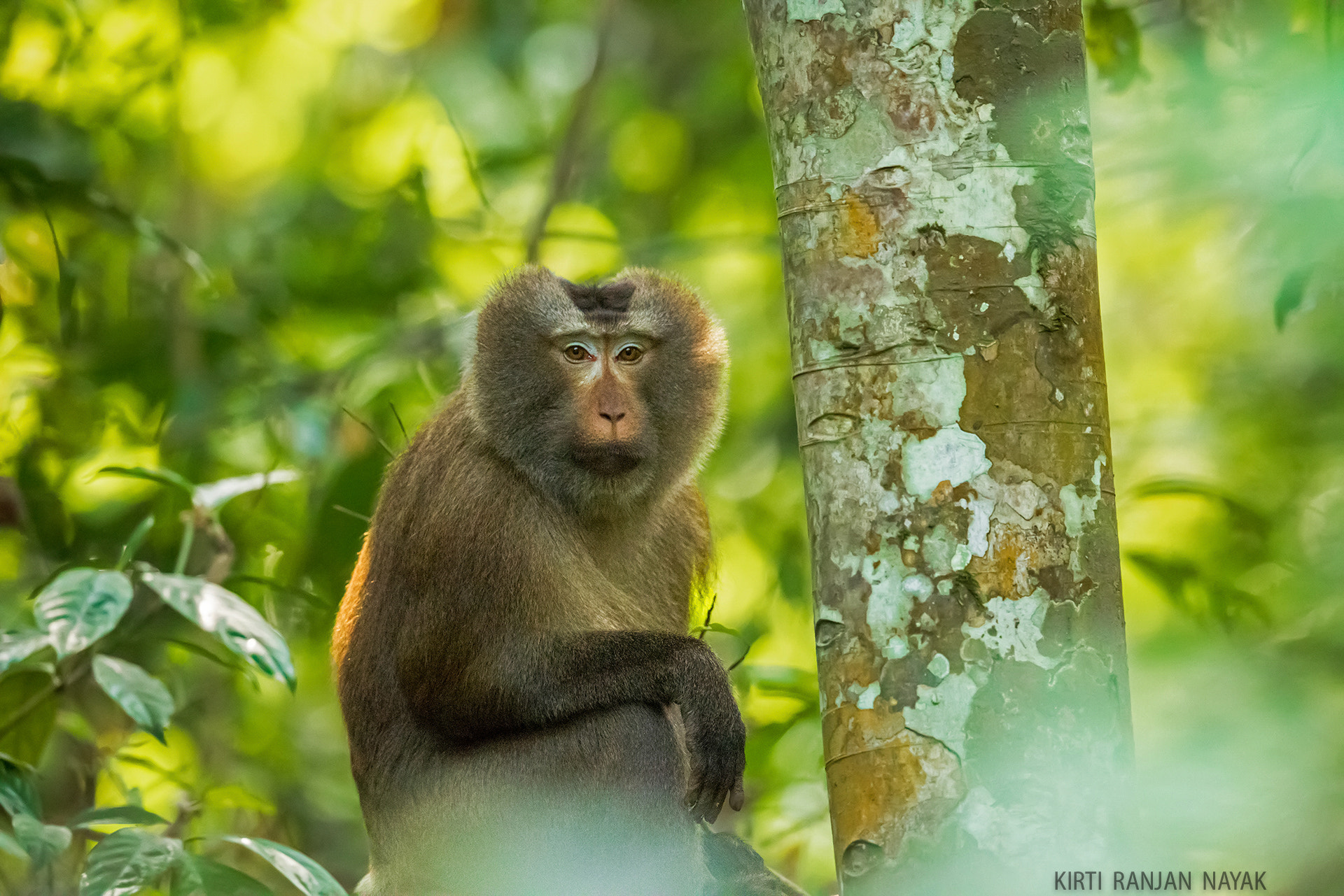 Nikon AF-S Nikkor 500mm F4E FL ED VR sample photo. Pig tailed macaque photography