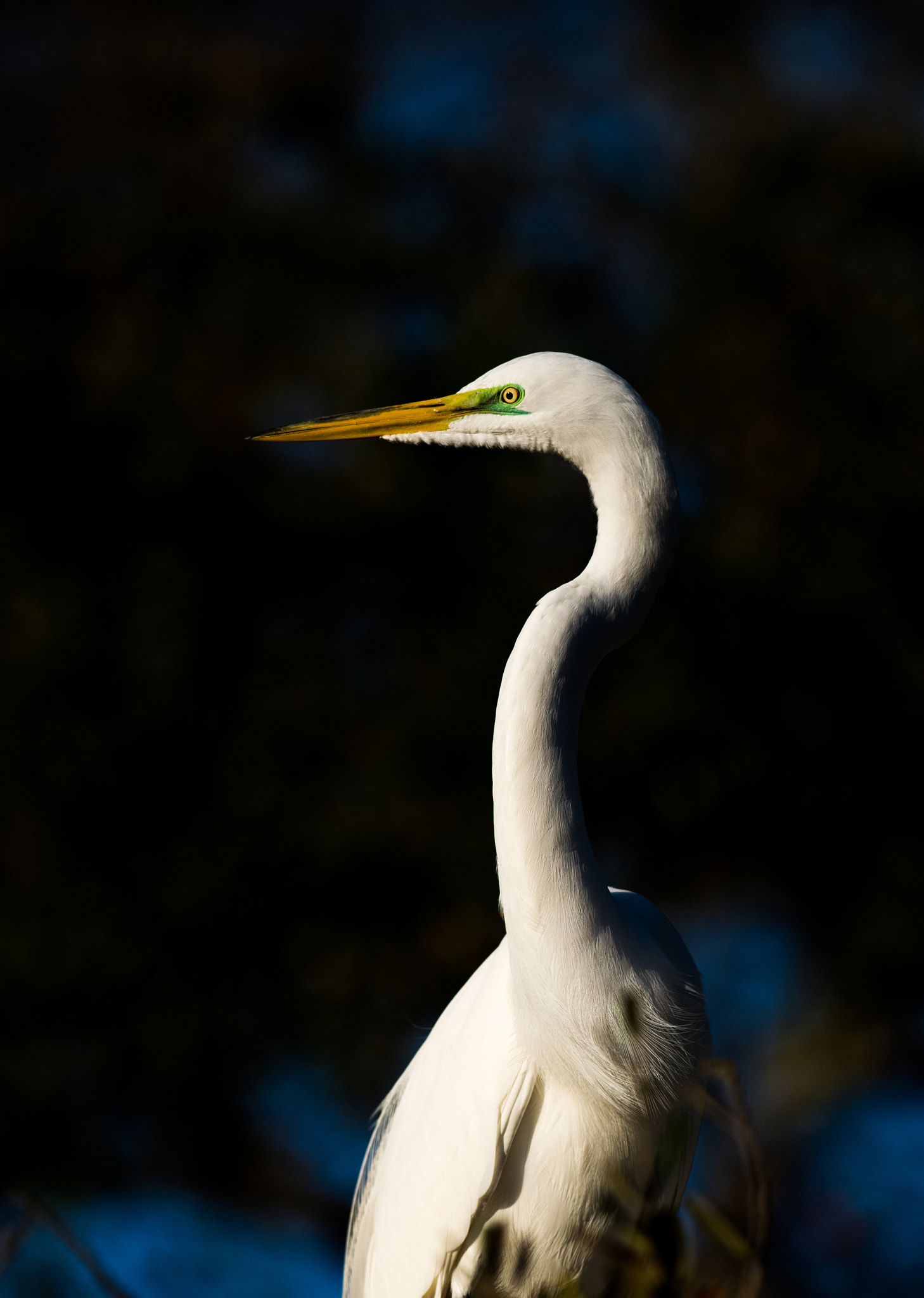 Nikon AF-S Nikkor 300mm F2.8G ED VR II sample photo. Great egret photography