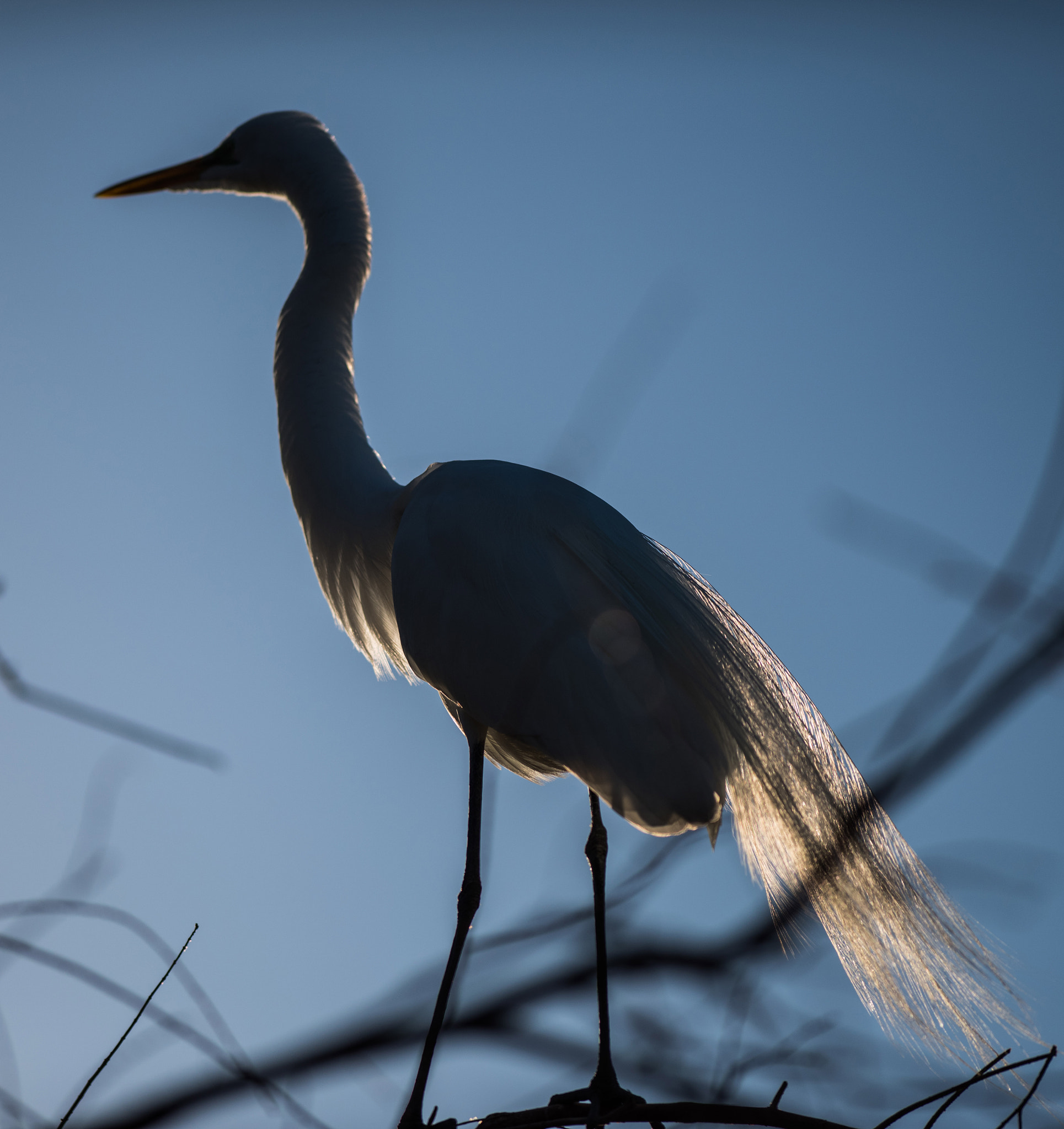 Nikon AF-S Nikkor 300mm F2.8G ED VR II sample photo. Great egret photography