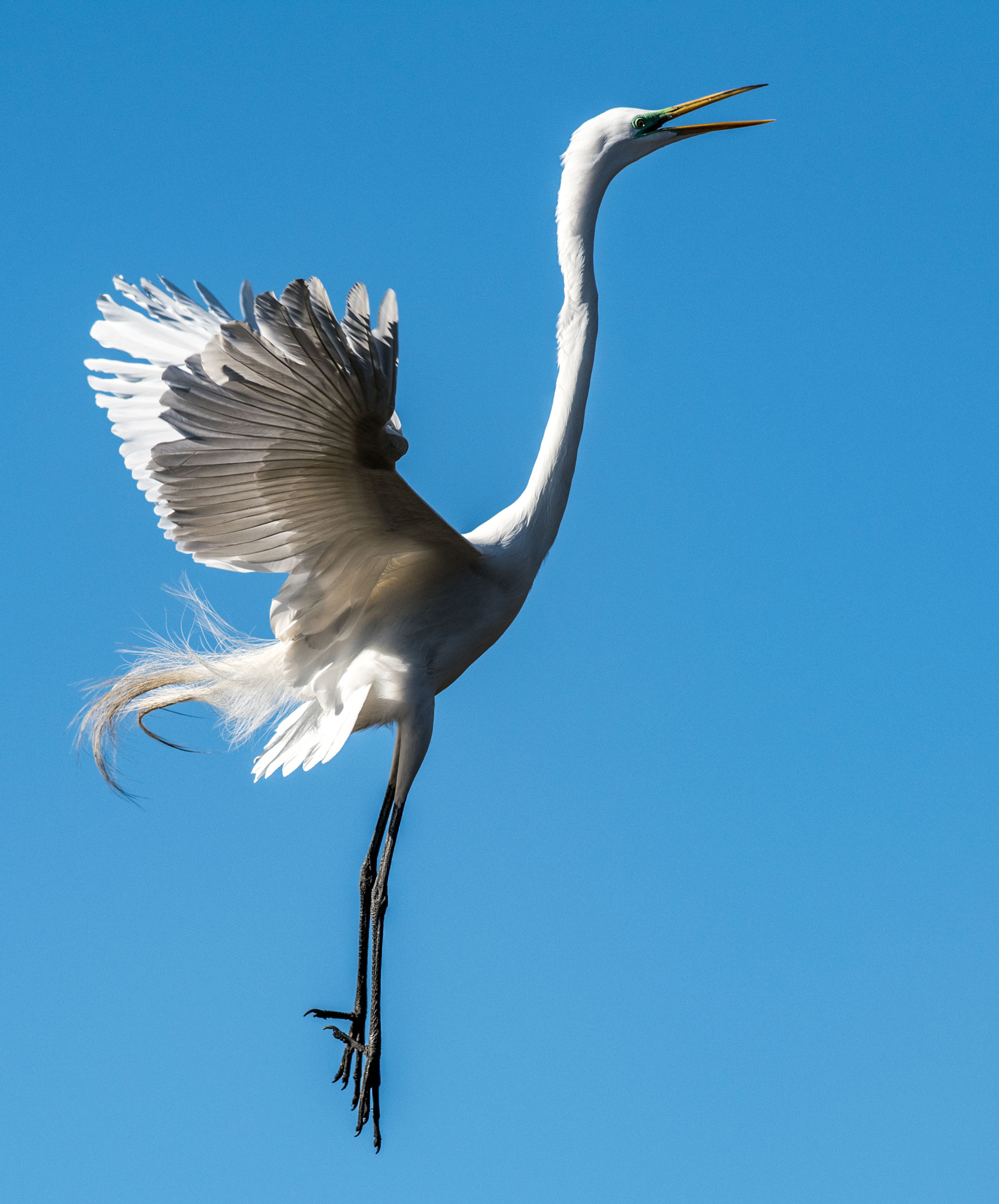 Nikon AF-S Nikkor 300mm F2.8G ED VR II sample photo. Great egret photography