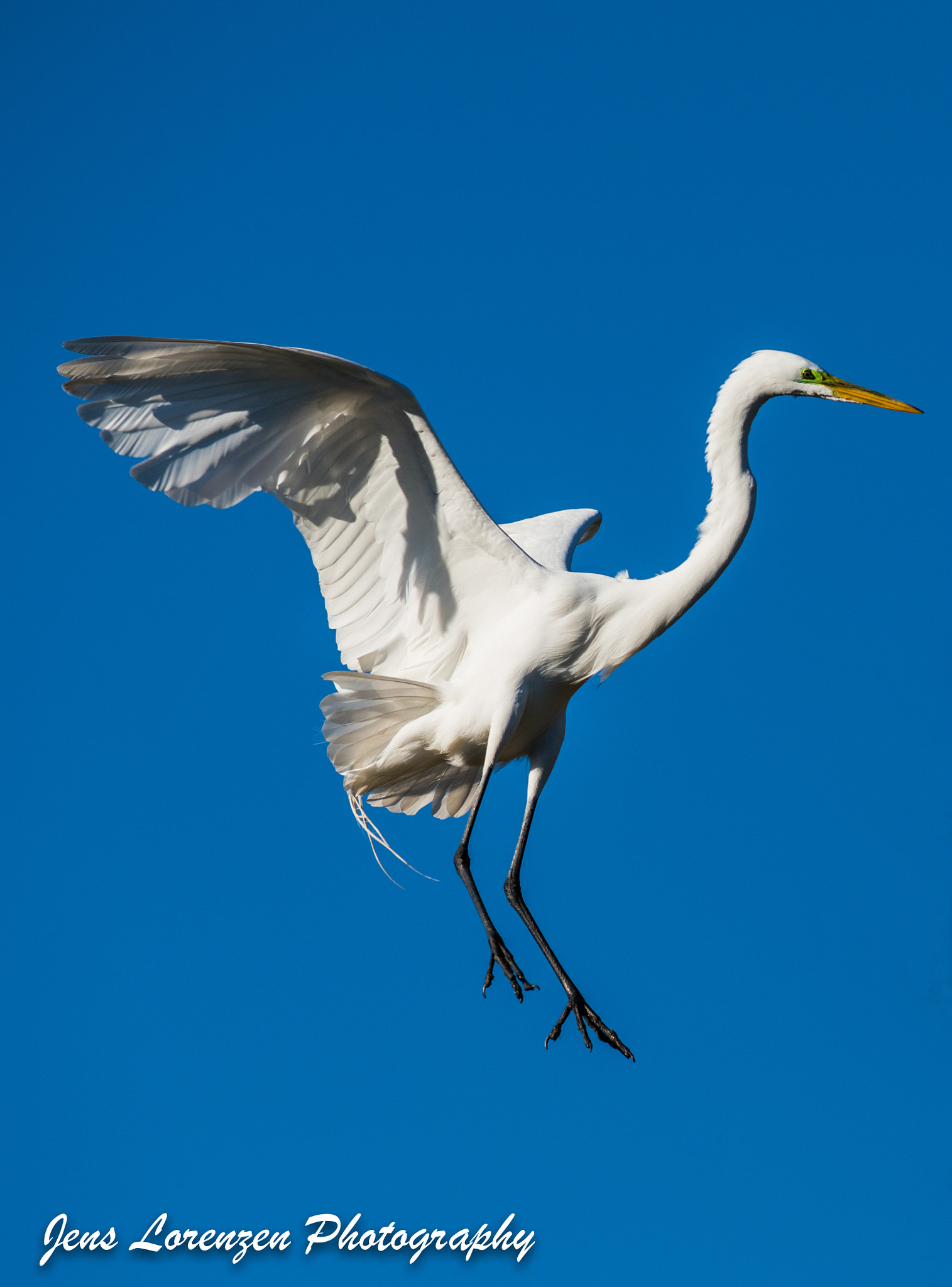 Nikon AF-S Nikkor 300mm F2.8G ED VR II sample photo. Great egret photography