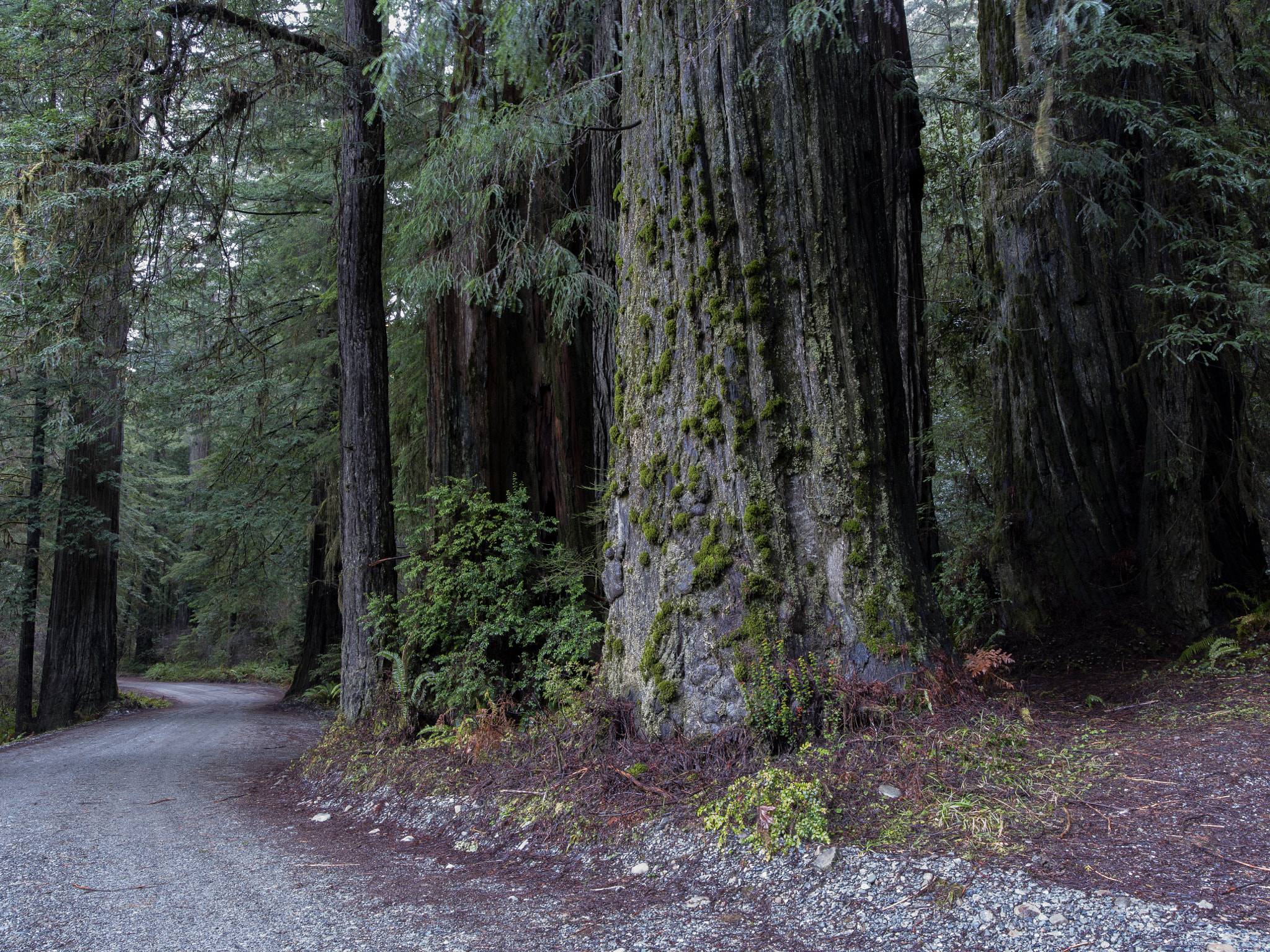 Pentax 645Z + HD Pentax-D FA645 35mm F3.5 AL [IF] sample photo. Howland hill road photography