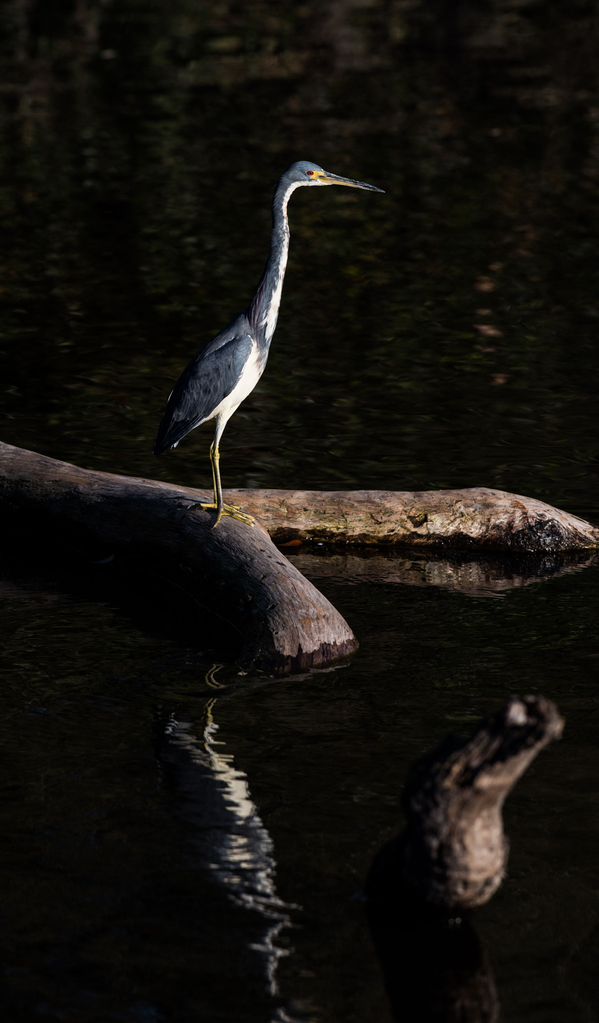 Nikon D810 + Nikon AF-S Nikkor 300mm F2.8G ED VR II sample photo. Egret photography