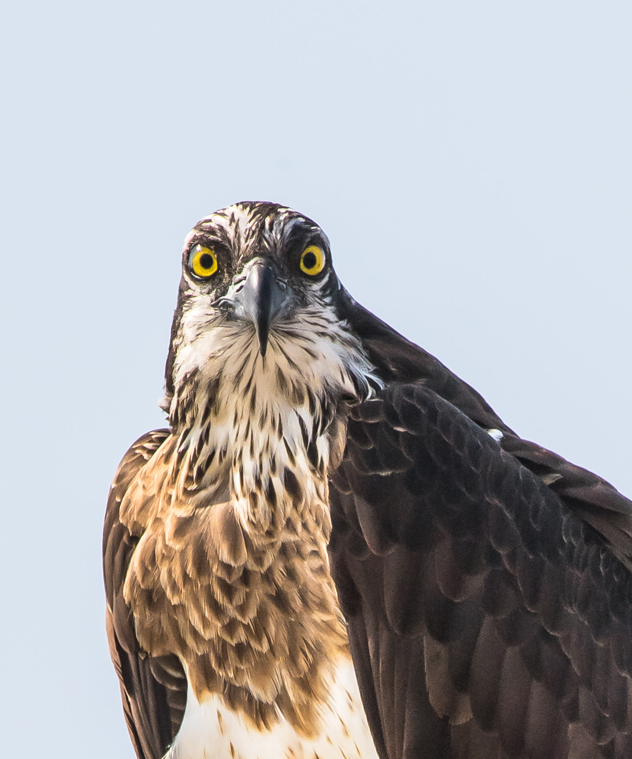 Nikon AF-S Nikkor 200-500mm F5.6E ED VR sample photo. Osprey, pandion haliaetus photography
