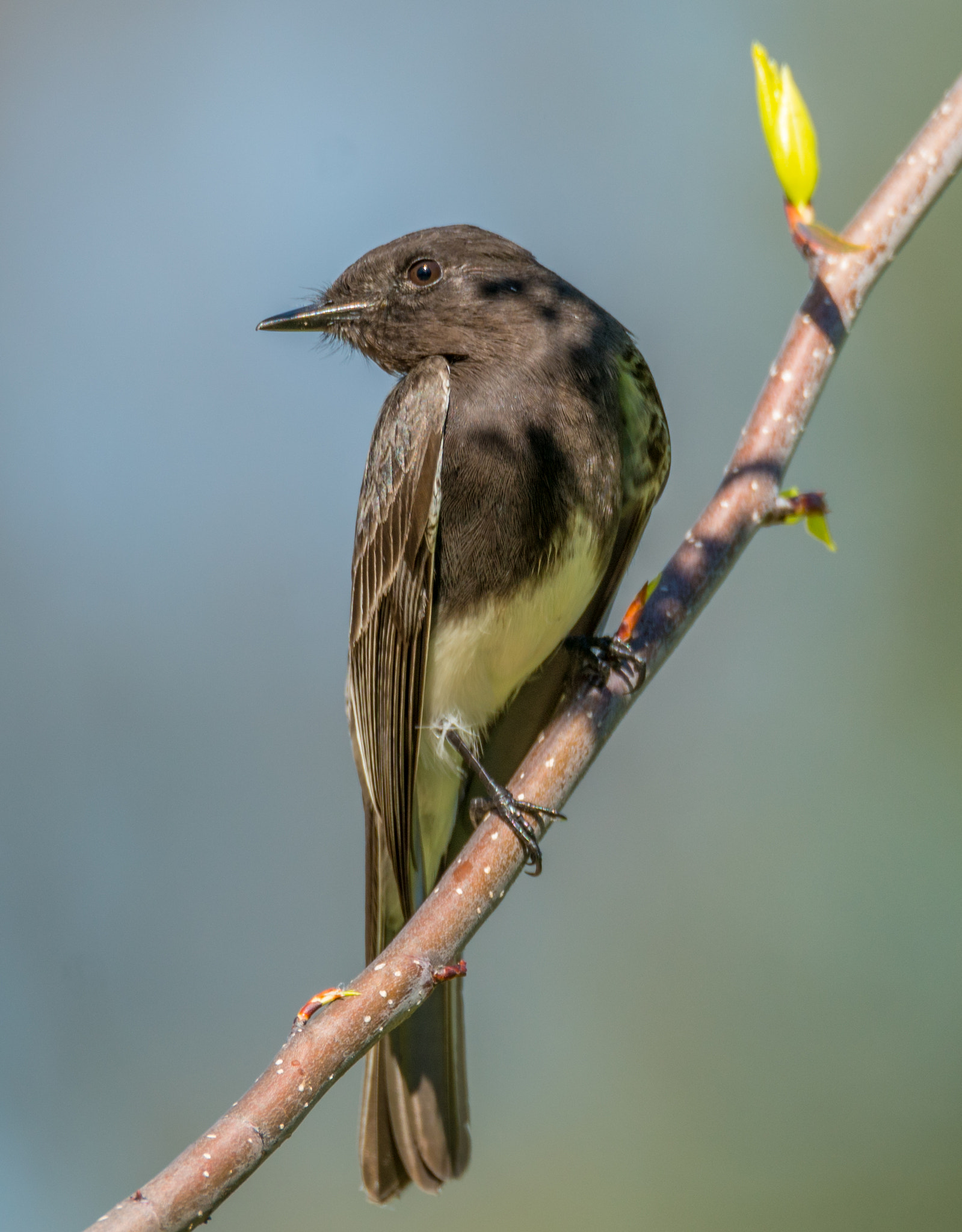 Sony a7R II + Tamron SP 150-600mm F5-6.3 Di VC USD sample photo. Random bird photography