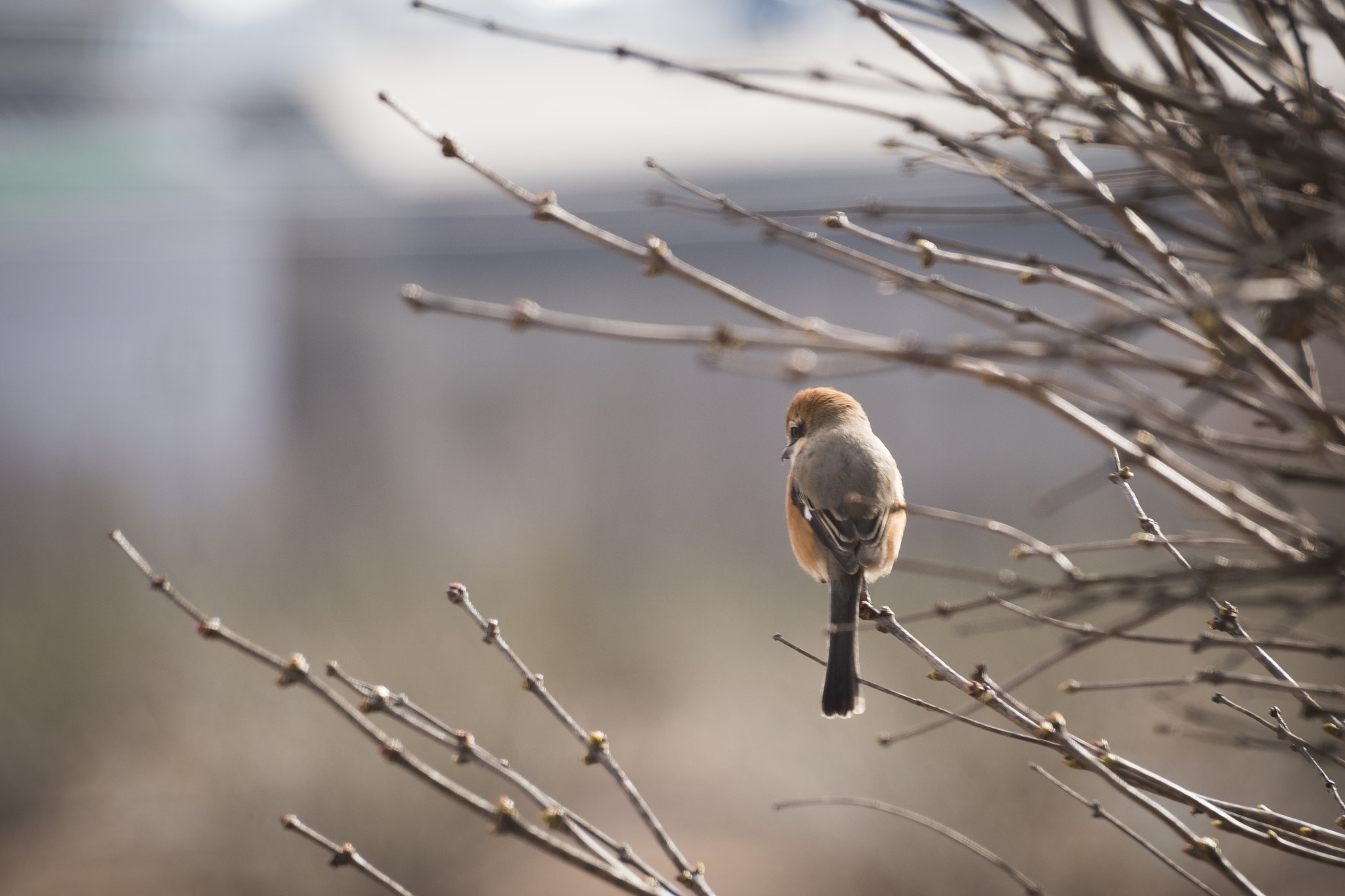 Sigma 70-300mm F4-5.6 APO DG Macro sample photo. Holiday photography