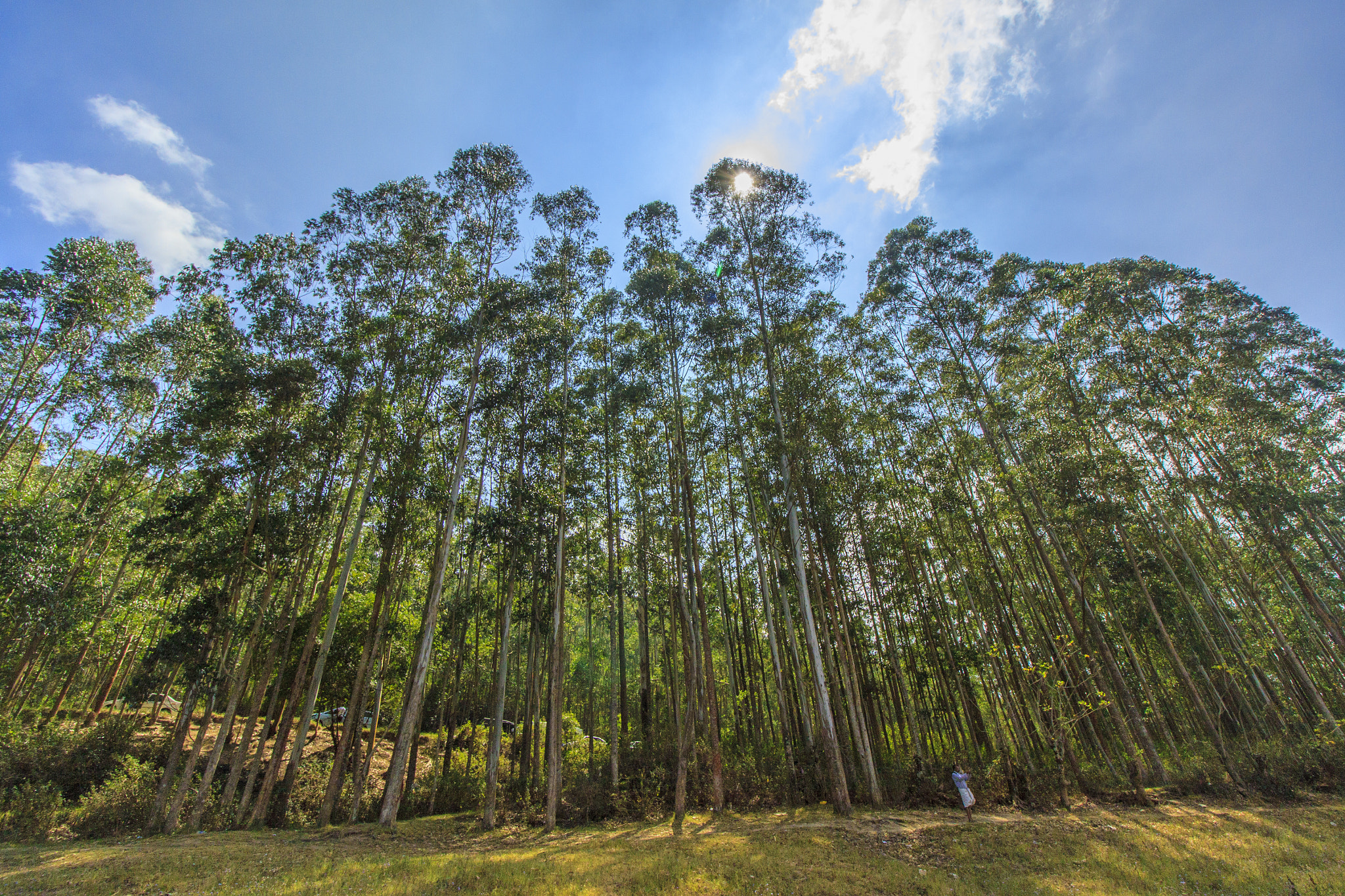 Canon EOS 50D + Canon EF-S 10-18mm F4.5–5.6 IS STM sample photo. In the trees,in the breeze.. photography