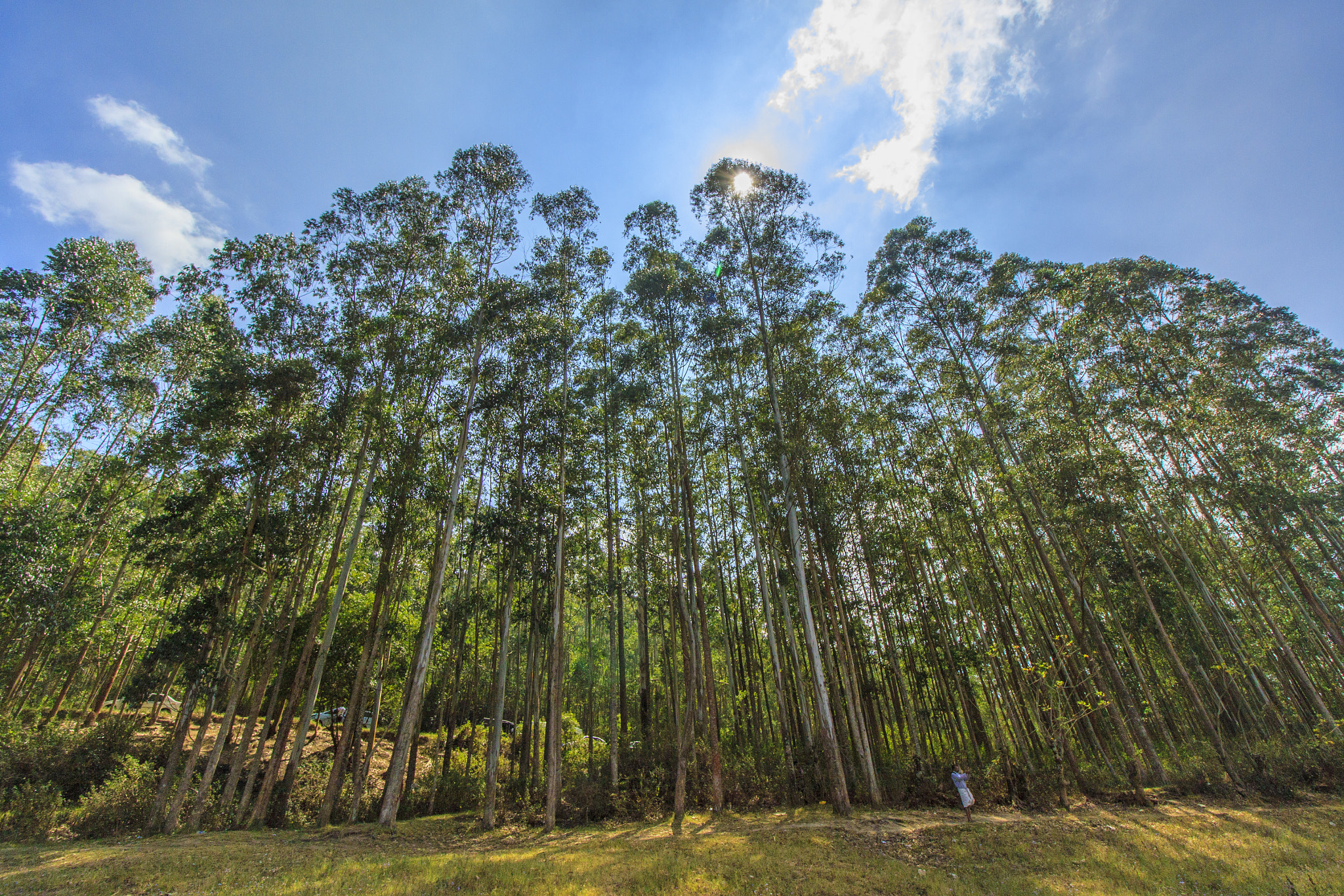 Canon EOS 50D sample photo. In the trees,in the breeze.. photography