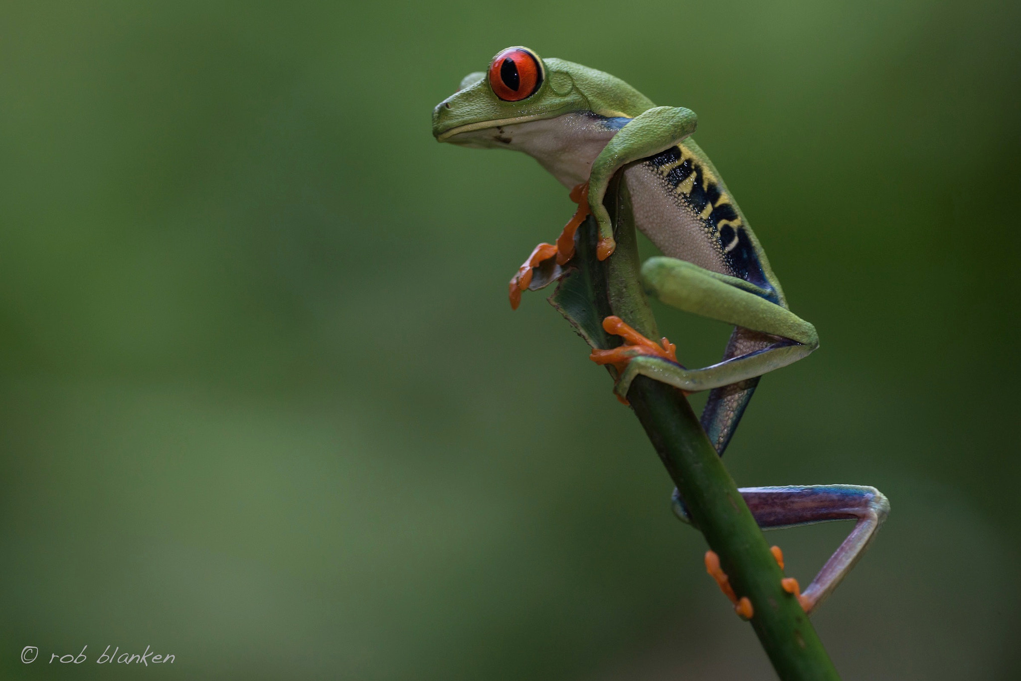 Nikon D810 sample photo. Gaudy leaf frog photography