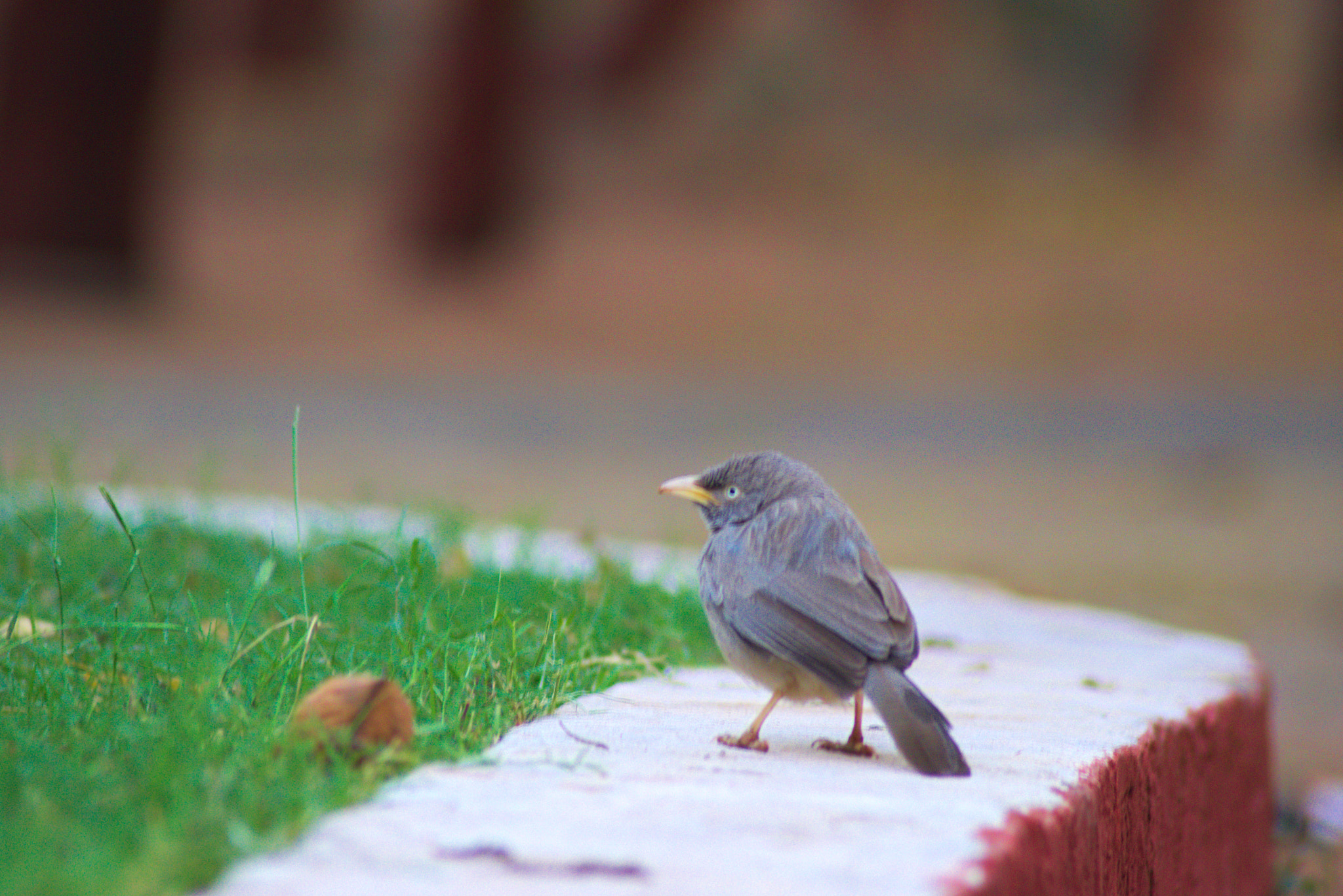 Nikon AF Nikkor 70-300mm F4-5.6G sample photo. Cute little bird photography