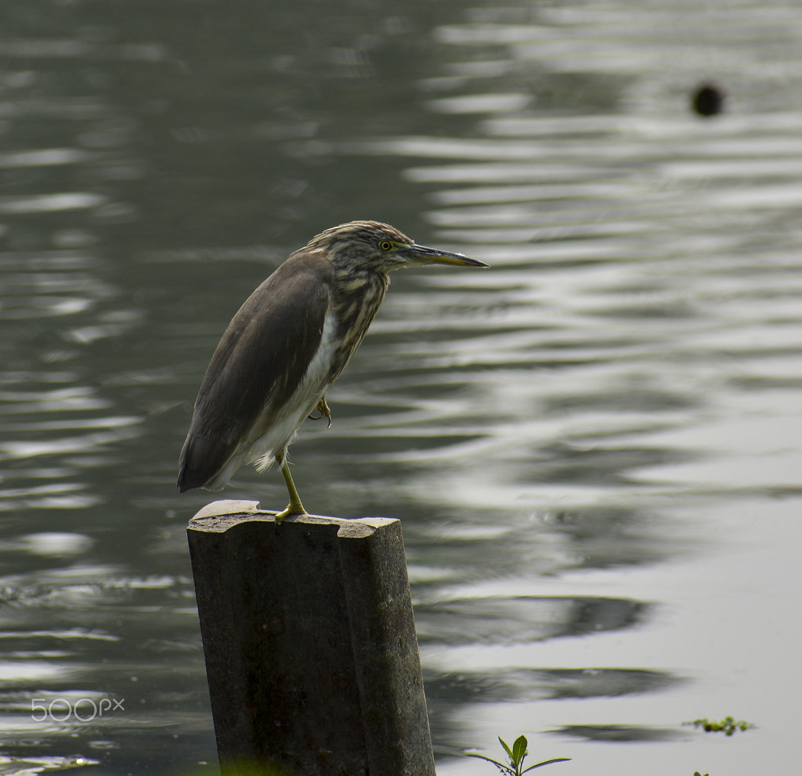 Nikon D5200 + Sigma 70-300mm F4-5.6 DG OS sample photo. Indian pond heron photography