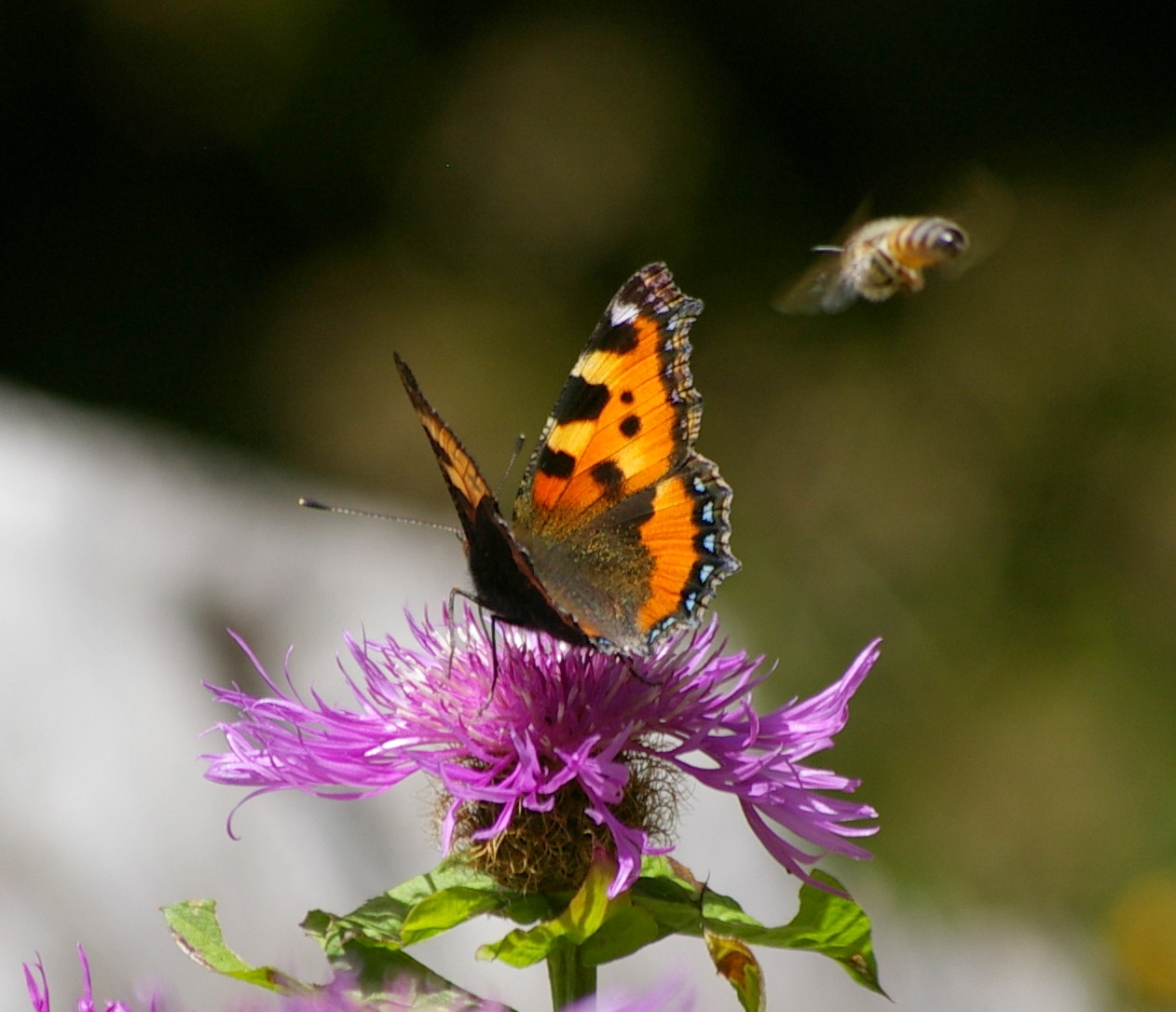 Pentax K100D Super + Pentax smc DA 50-200mm F4-5.6 ED sample photo. Most wanted - the next landing is a bee photography