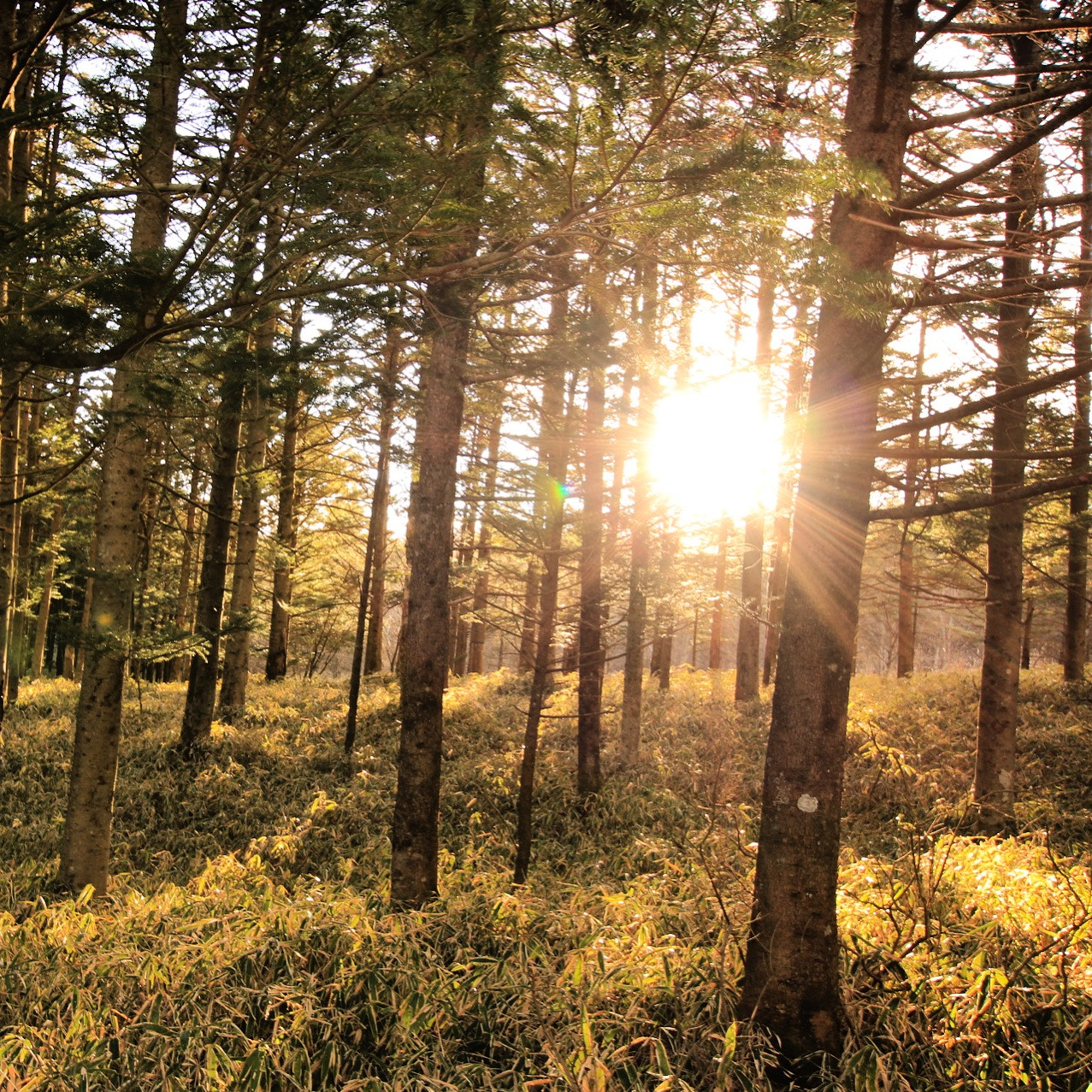 Canon EOS 750D (EOS Rebel T6i / EOS Kiss X8i) sample photo. Like an ancient forest. photography