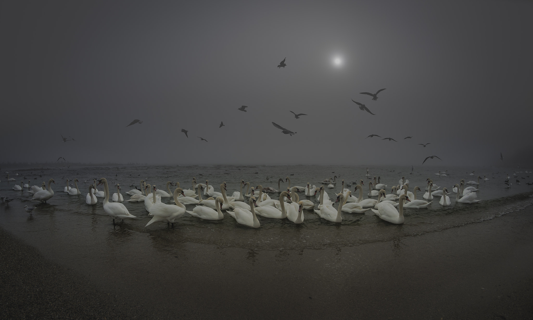 Nikon D7000 + Samyang 8mm F3.5 Aspherical IF MC Fisheye sample photo. Mystic swans lake photography