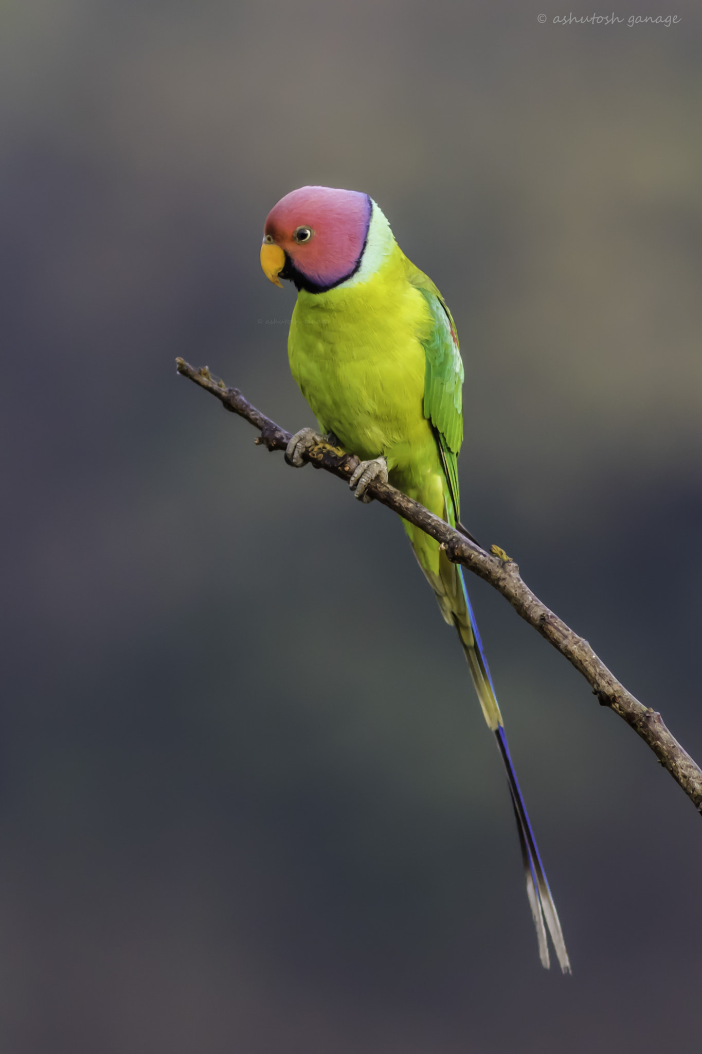 Canon EF 300mm F4L IS USM sample photo. Plum headed parakeet photography