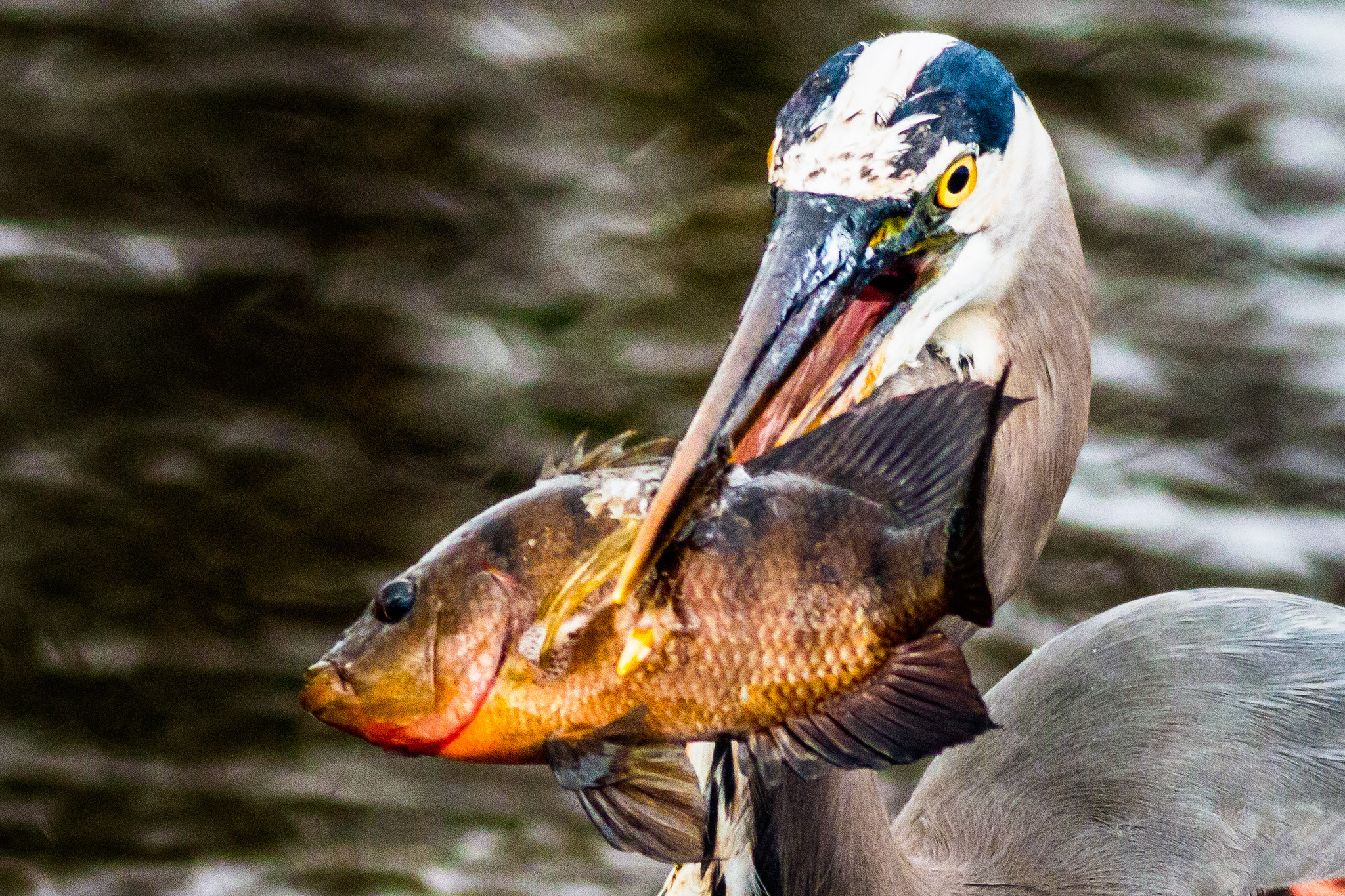 Canon EOS 70D + Canon EF 400mm F5.6L USM sample photo. Great blue heron captures fish photography