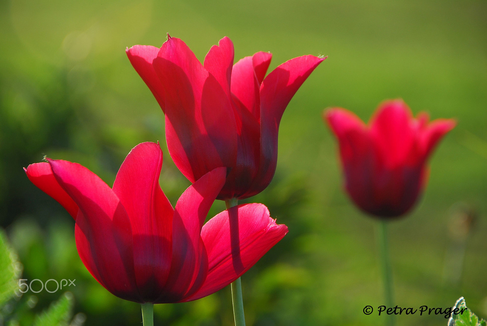 Nikon D200 sample photo. Red tulips photography
