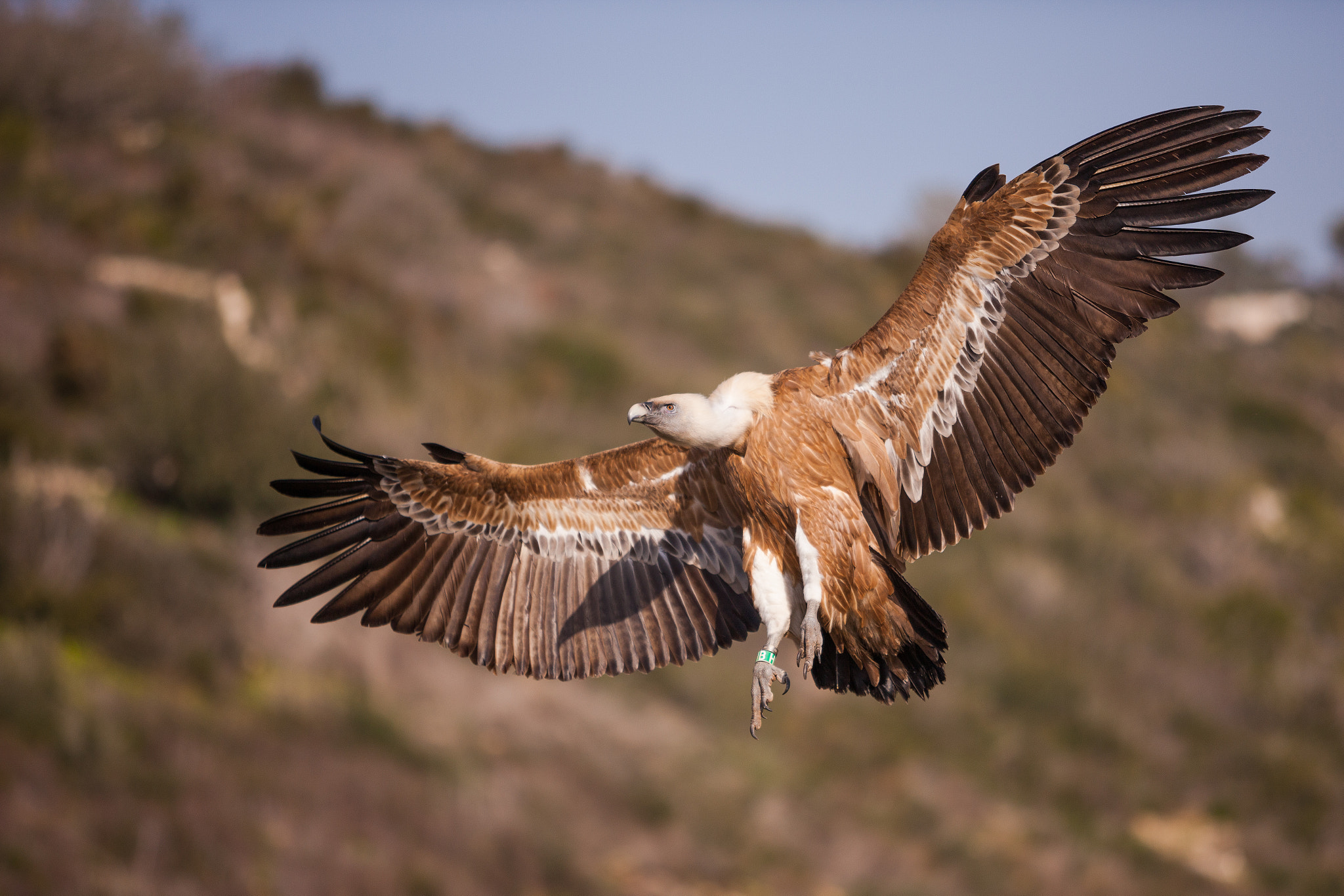 Canon EOS-1Ds Mark III + Canon EF 70-200mm F2.8L USM sample photo. Griffon vulture photography