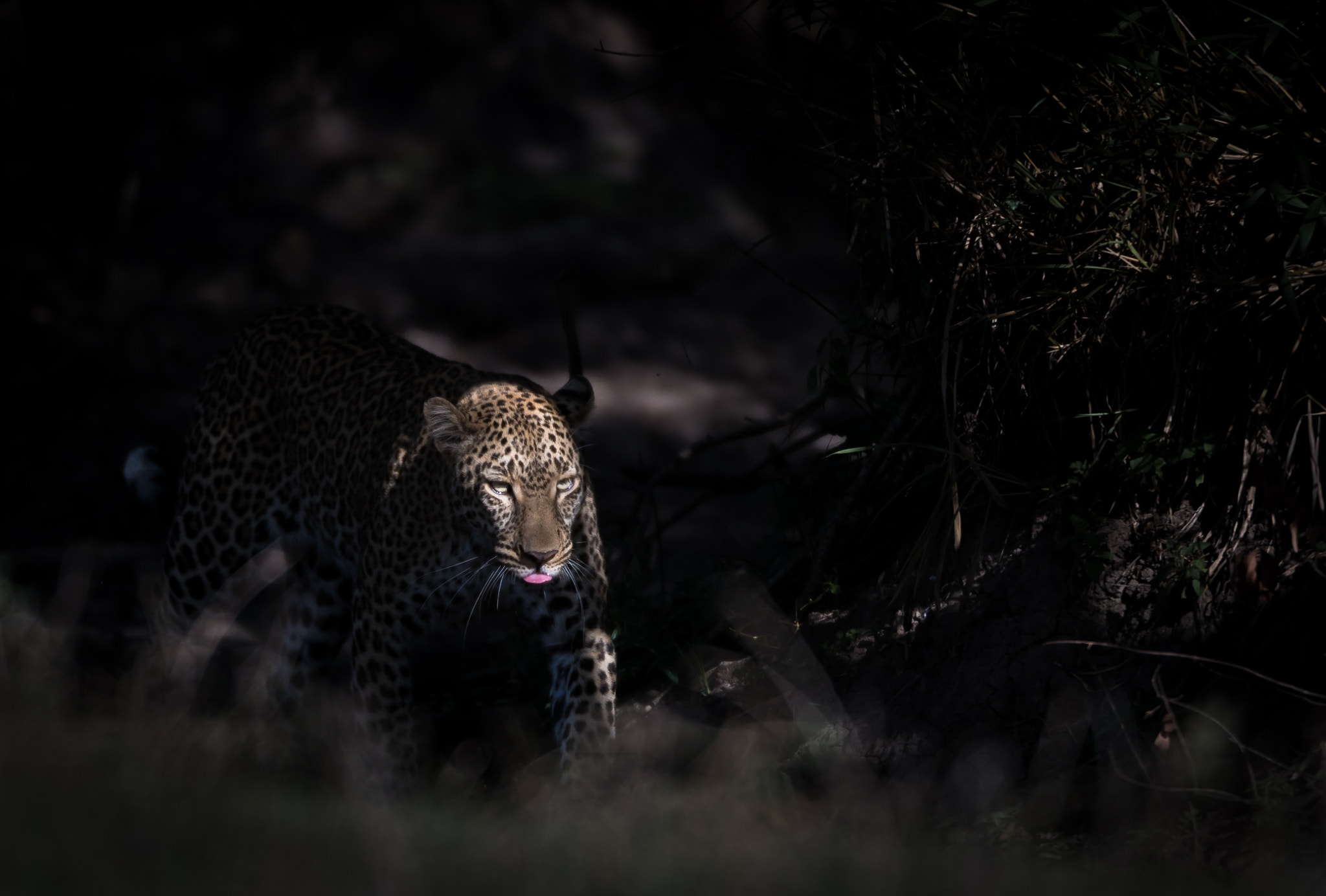 Nikon D810 sample photo. Out of the darkness, into the light photography