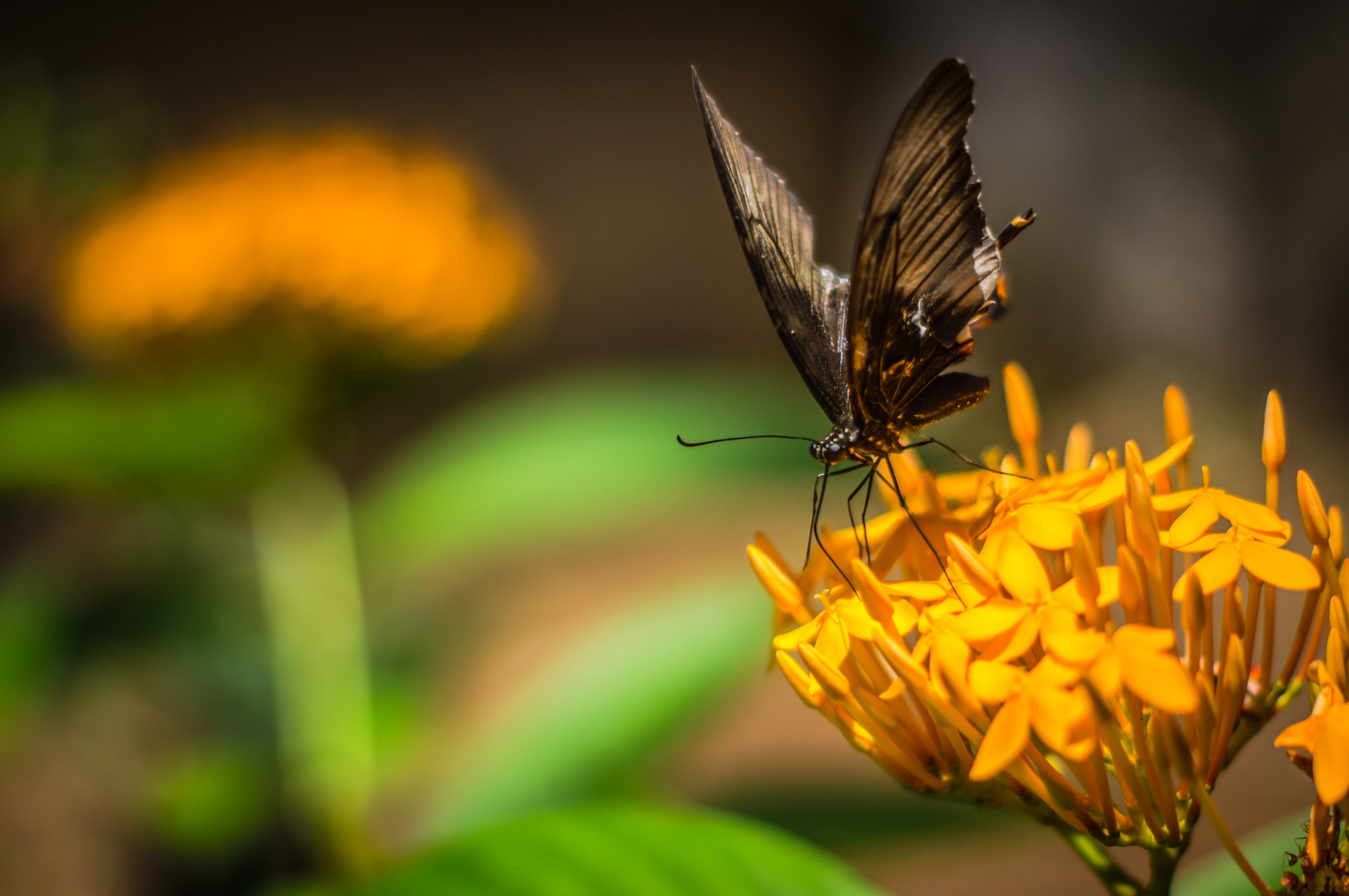 Sony SLT-A55 (SLT-A55V) + Sony DT 50mm F1.8 SAM sample photo. Butterfly photography