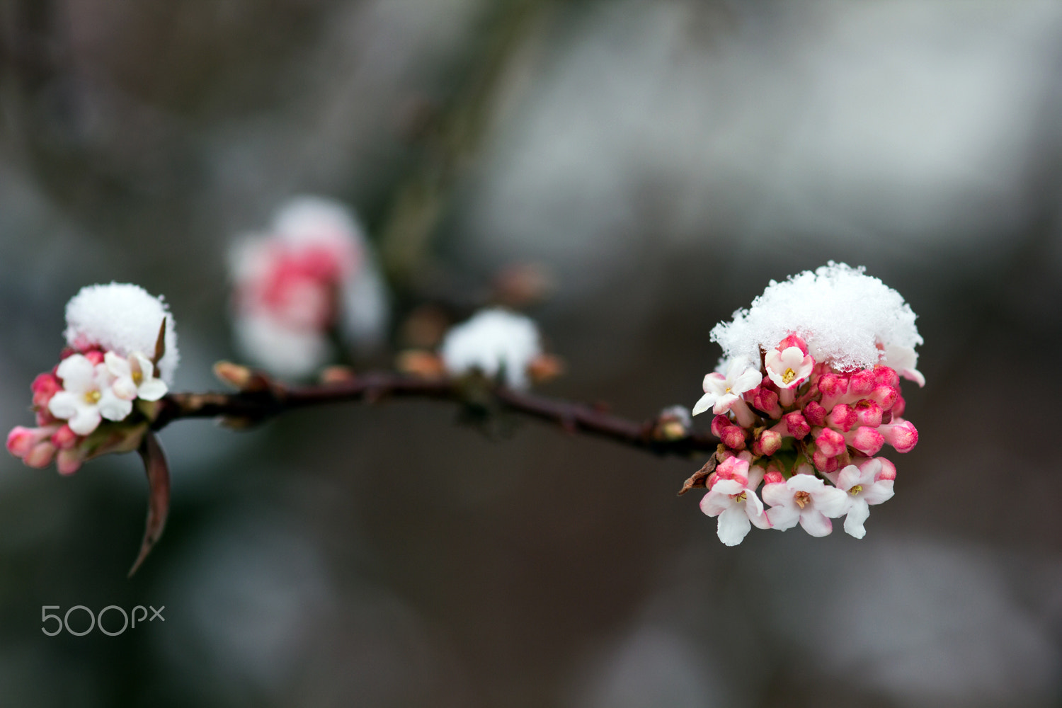 Canon EOS 60D + Sigma 105mm F2.8 EX DG Macro sample photo. Winterblooming photography