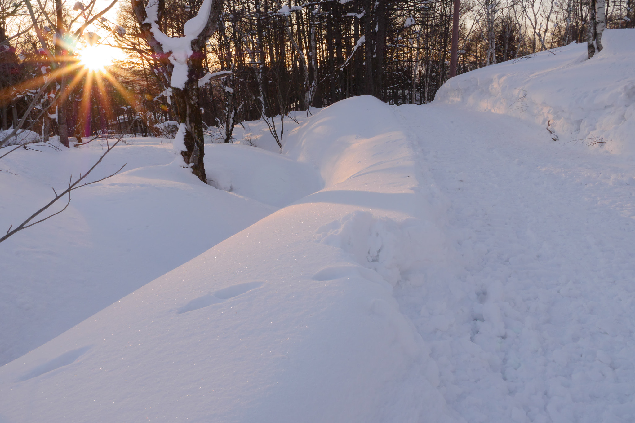 Panasonic Lumix G X Vario 12-35mm F2.8 ASPH Power OIS sample photo. Sunrise in woods, myoko japan photography