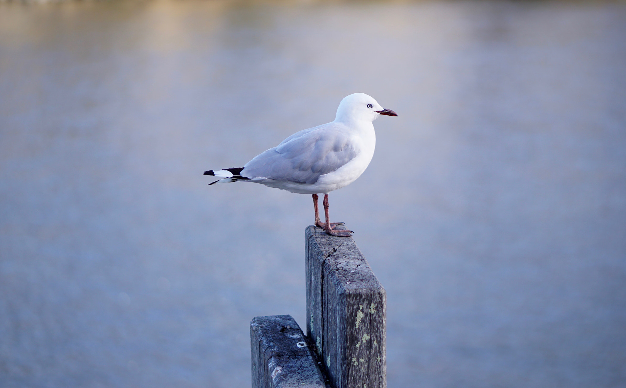 Sony E 50mm F1.8 OSS sample photo. Seagull profile photography