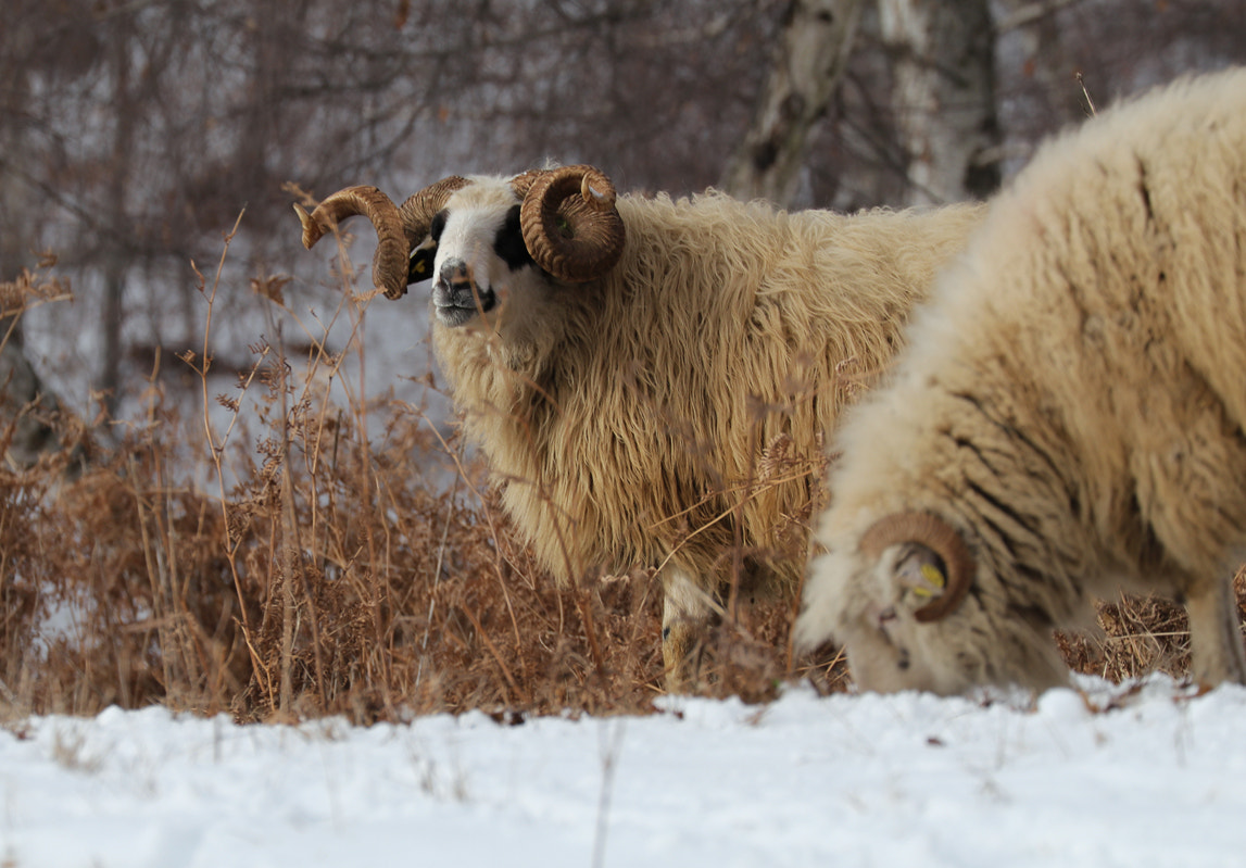Canon EF 70-300mm F4-5.6L IS USM sample photo. A ram in ram photography