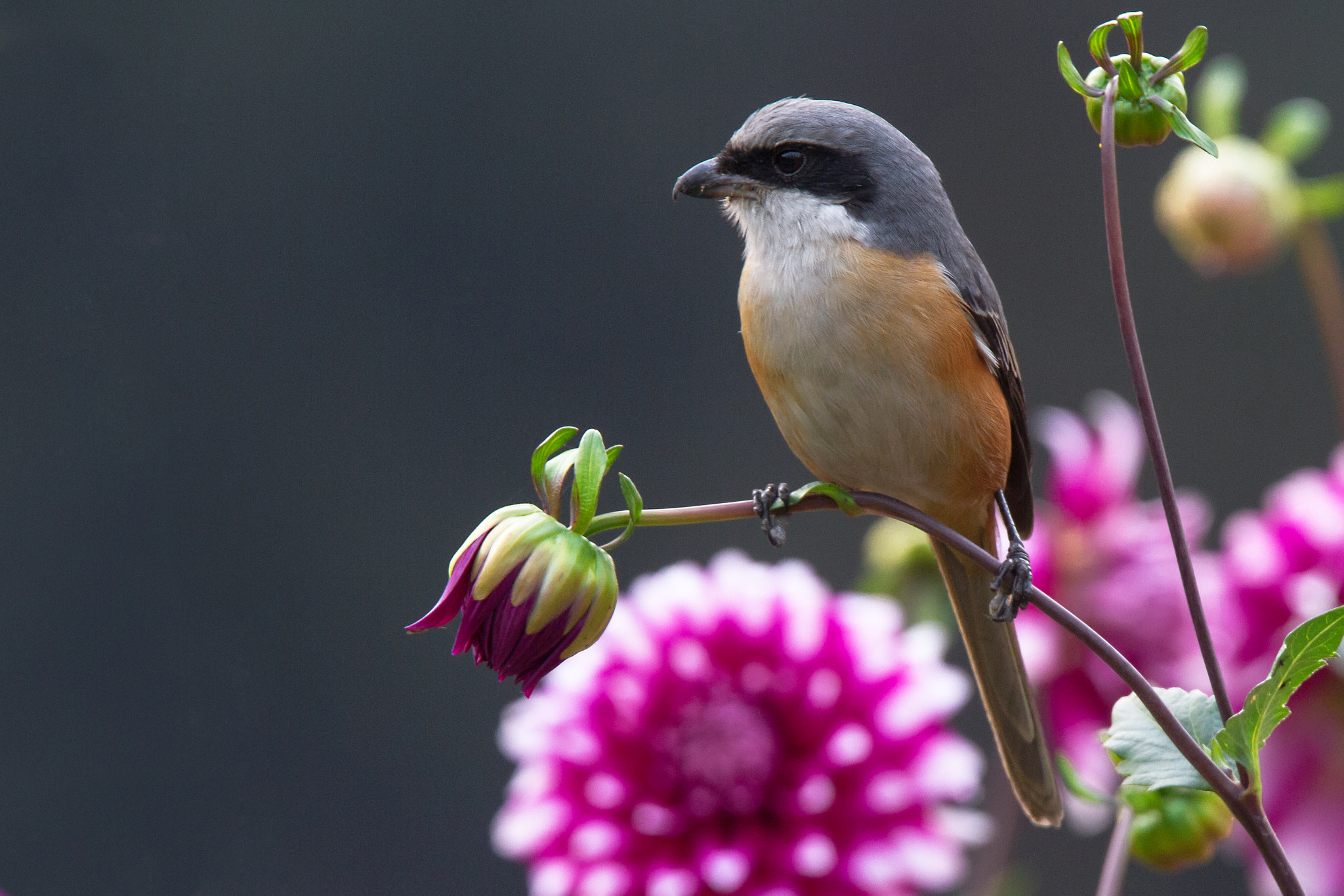 Canon EOS 7D sample photo. Grey-backed shrike l মেটেপিঠ লাটোরা photography