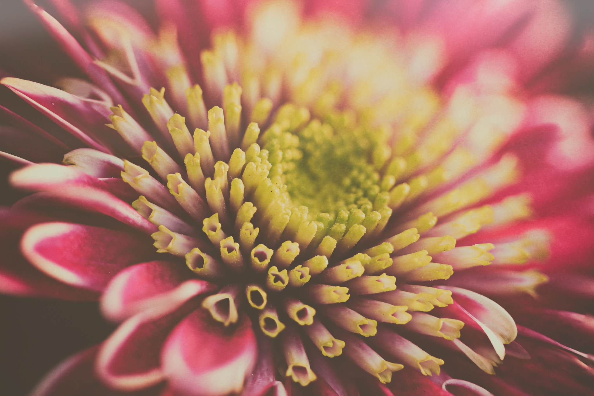 Canon EF 100mm F2.8 Macro USM sample photo. Honesty photography