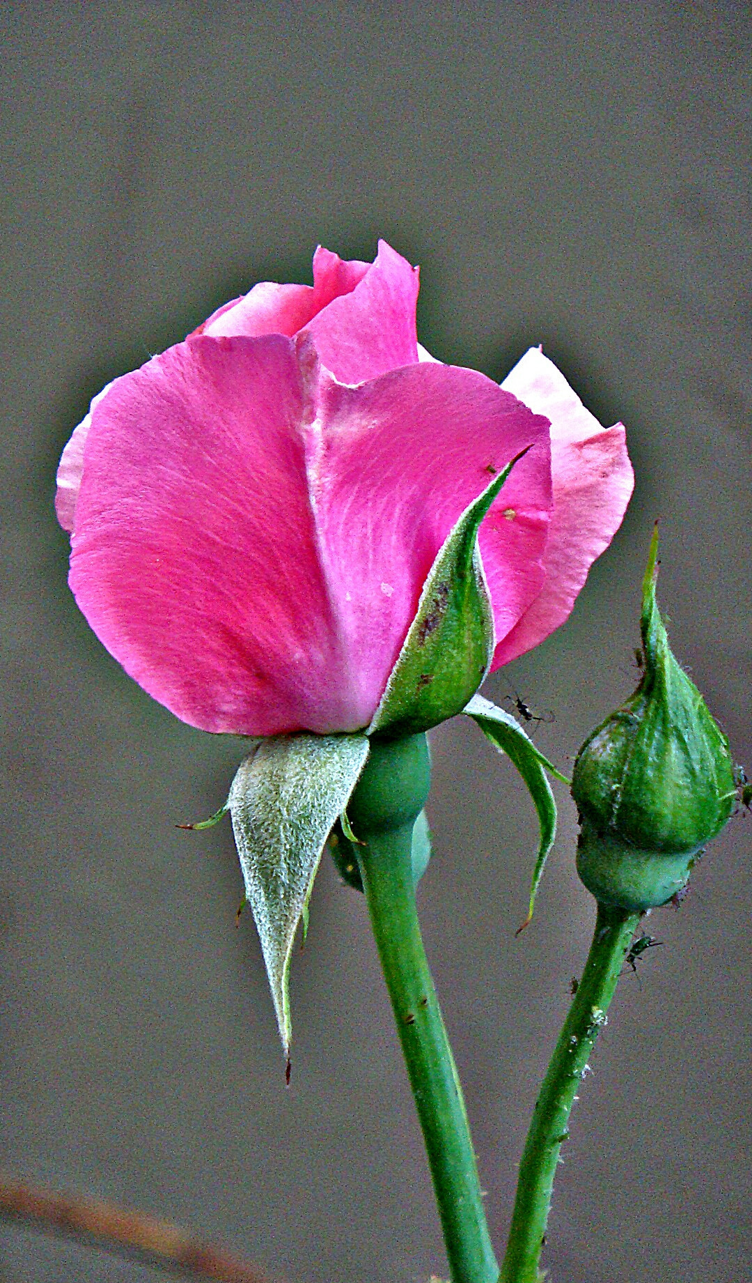 Sony DSC-T200 sample photo. Flower. gül photography