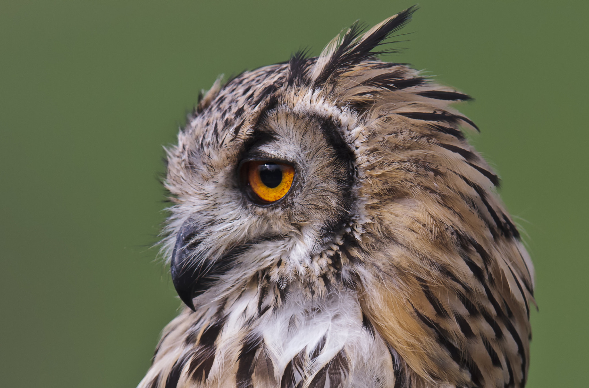Canon EOS 7D + Canon EF 400mm F2.8L IS II USM sample photo. Owl photography