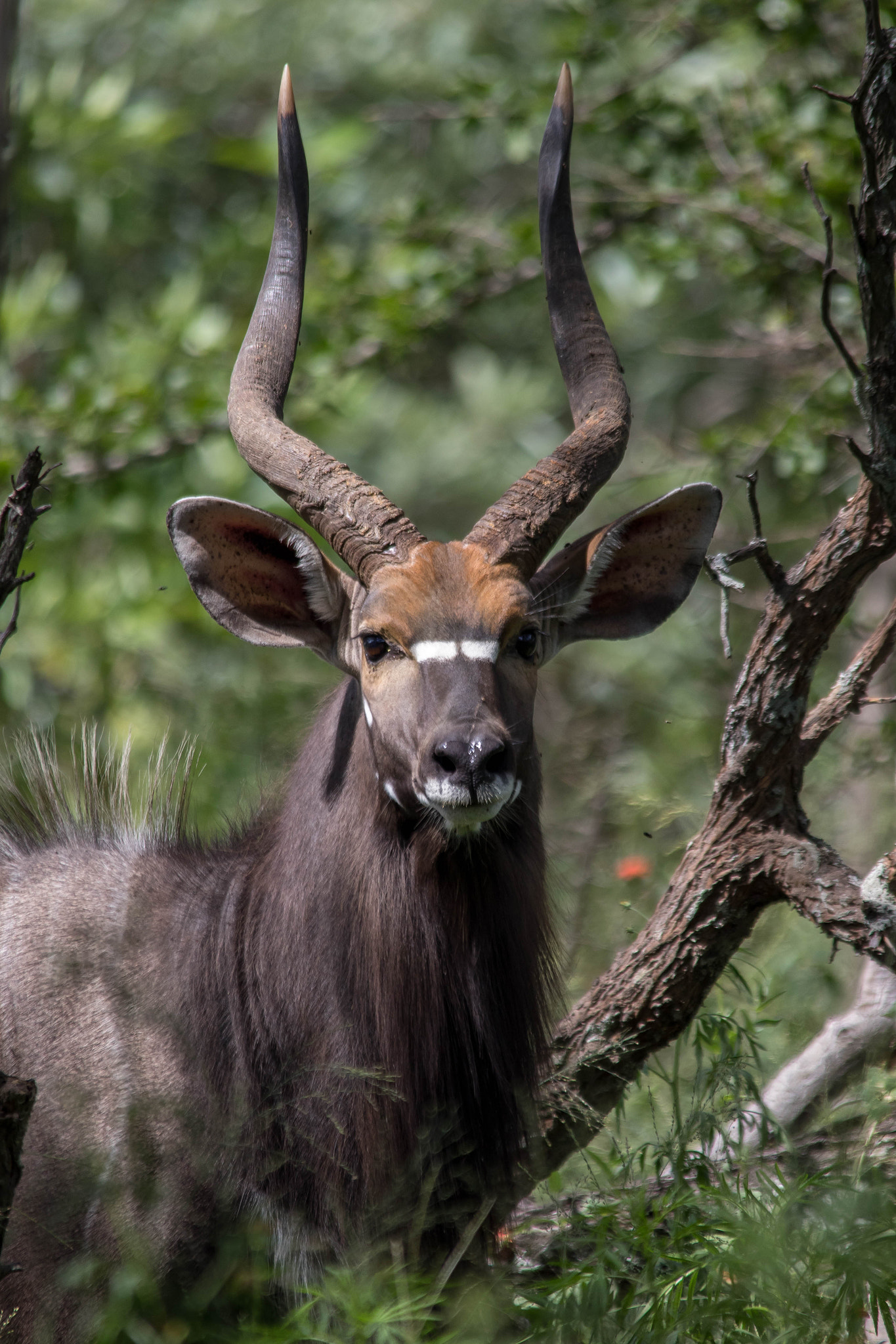Sigma 150-500mm F5-6.3 DG OS HSM sample photo. Nyala bull photography