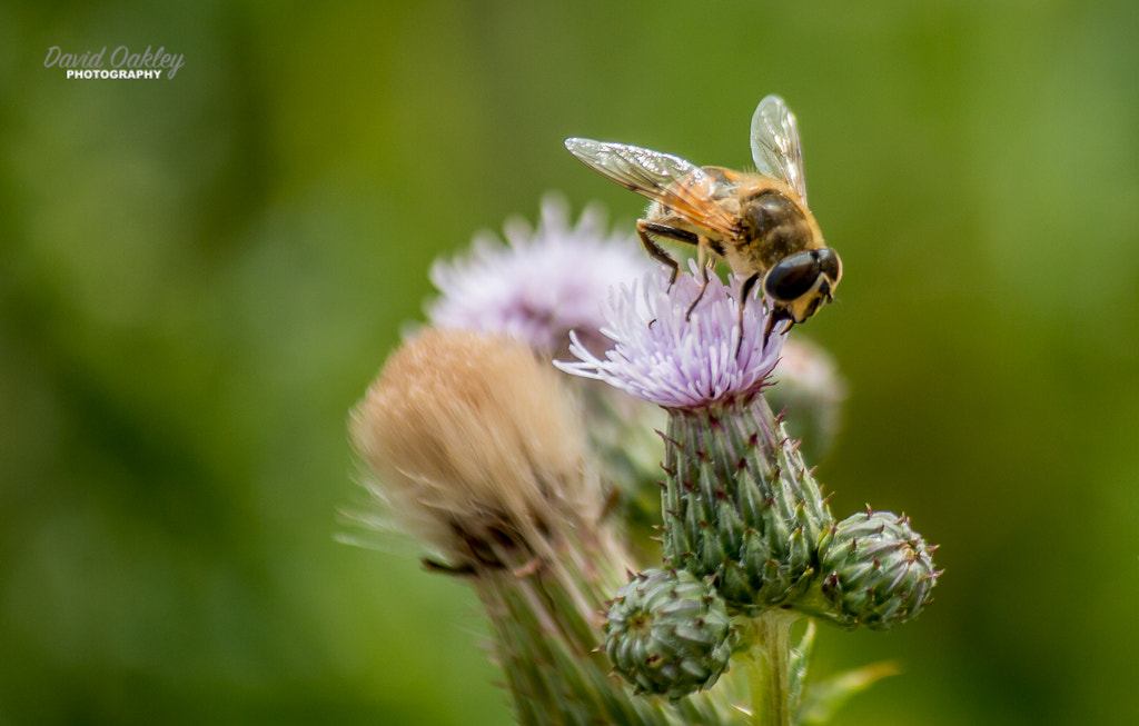 Canon EF-S 55-250mm F4-5.6 IS sample photo. Honey bee photography