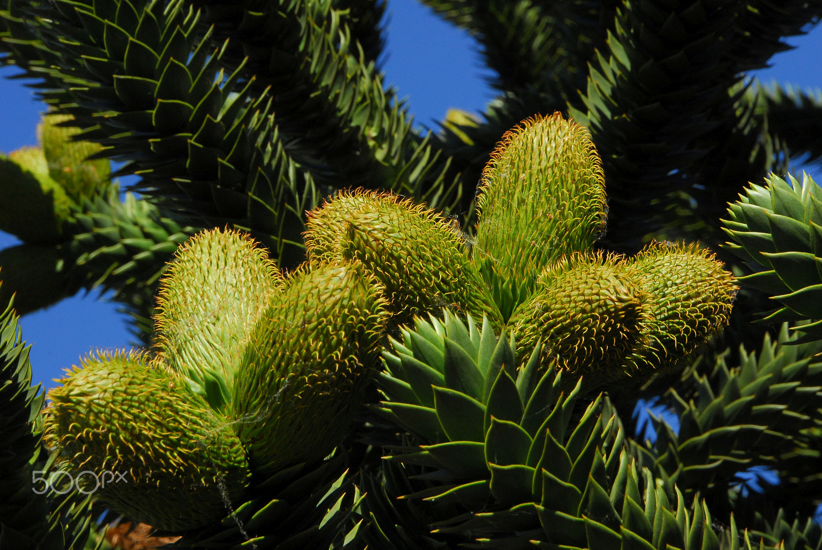 Nikon D200 sample photo. Araucaria photography