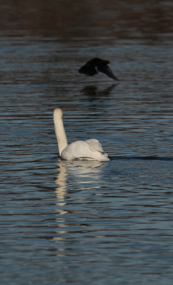 Canon EF 70-300mm F4-5.6L IS USM sample photo. Wondering photography