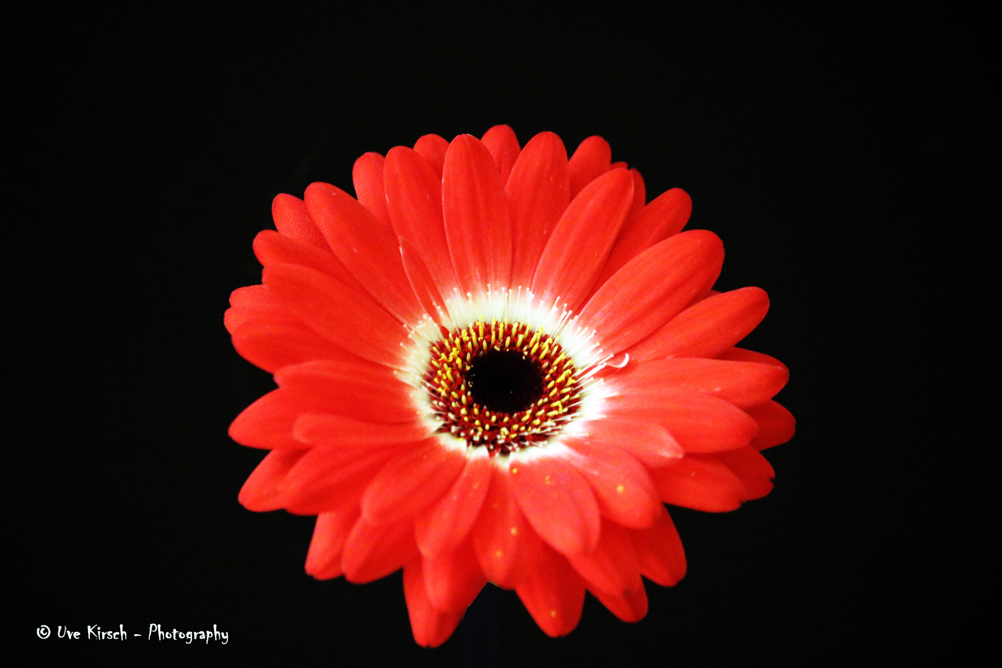 Canon EF-S 55-250mm F4-5.6 IS sample photo. Red gerbera photography