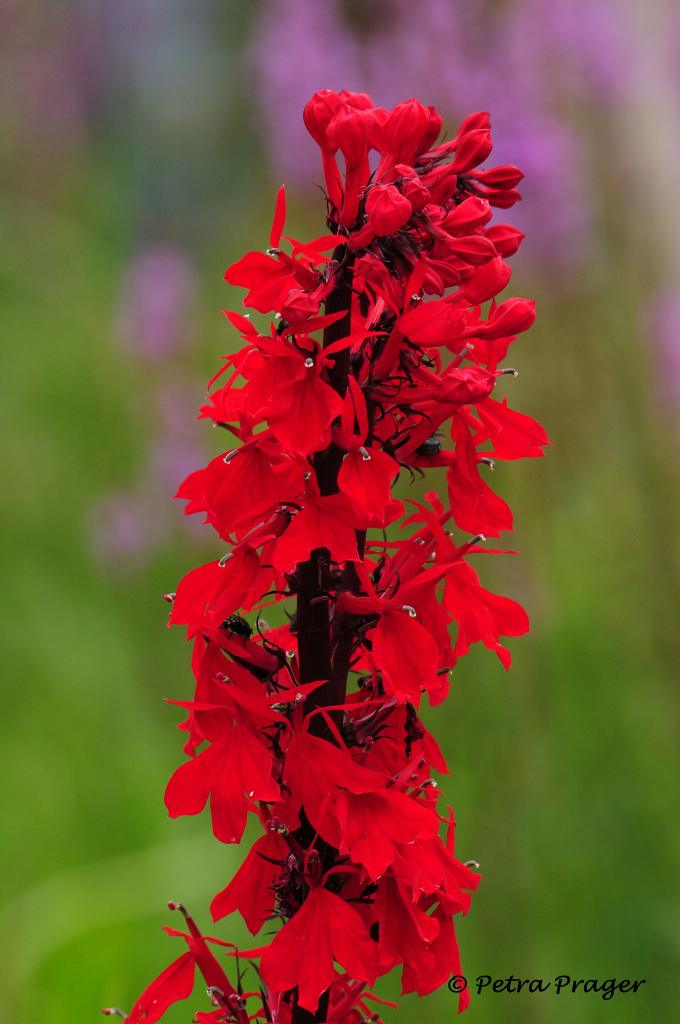 Nikon D300 sample photo. Red flame photography