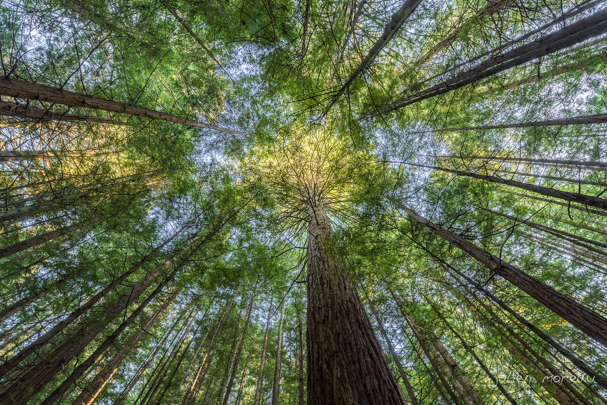 Nikon AF-S Nikkor 14-24mm F2.8G ED sample photo. Whakarewarewa forest, nz photography