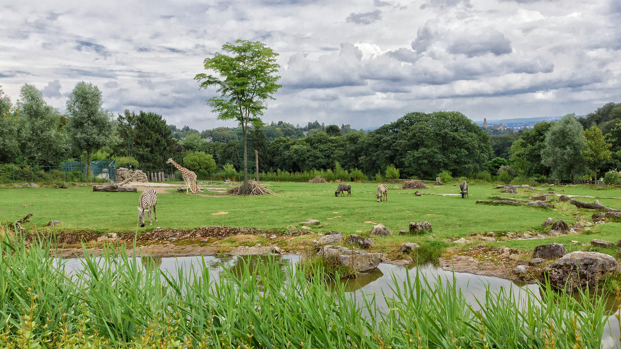 Nikon D7200 sample photo. Opelzoo photography
