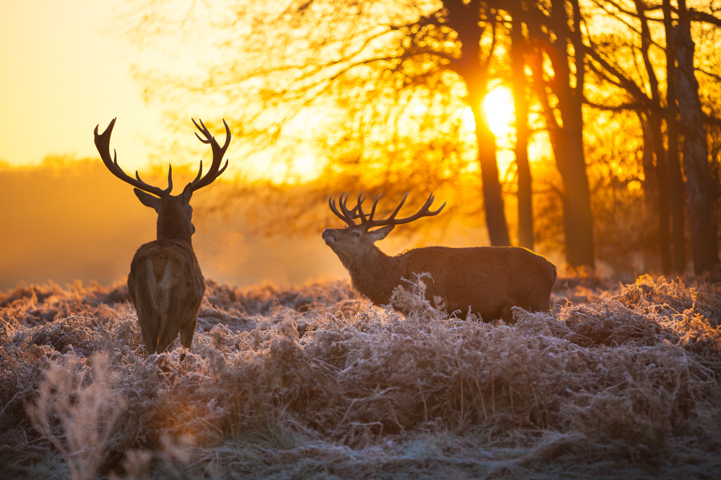 Red Deer in morning Sun by Arturas Kerdokas / 500px