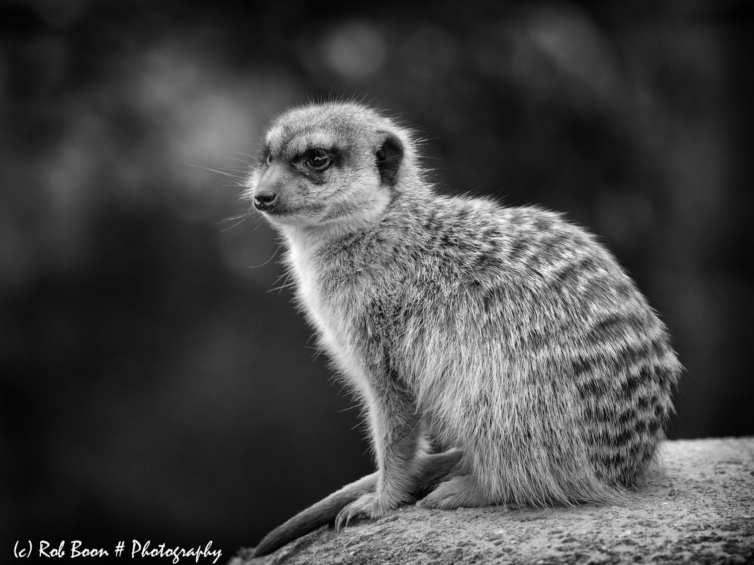 Canon EOS 5DS sample photo. Meerkat photography