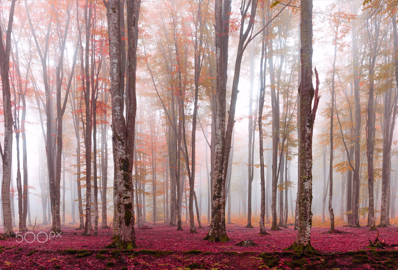 Canon EF 24-70mm F4L IS USM sample photo. Red forest photography