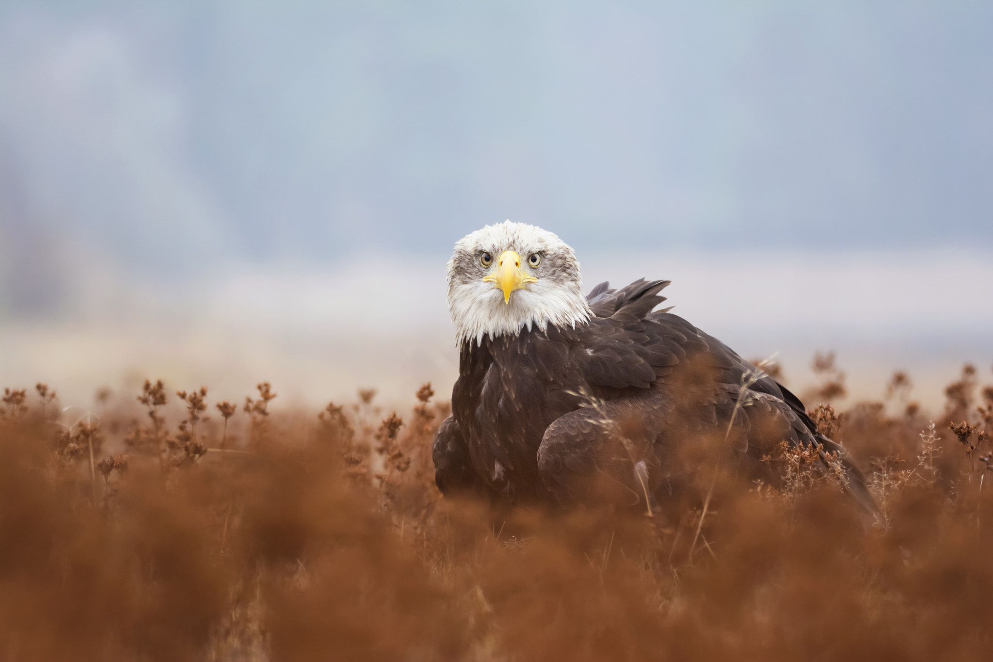 Nikon D7100 sample photo. Bald eagle photography