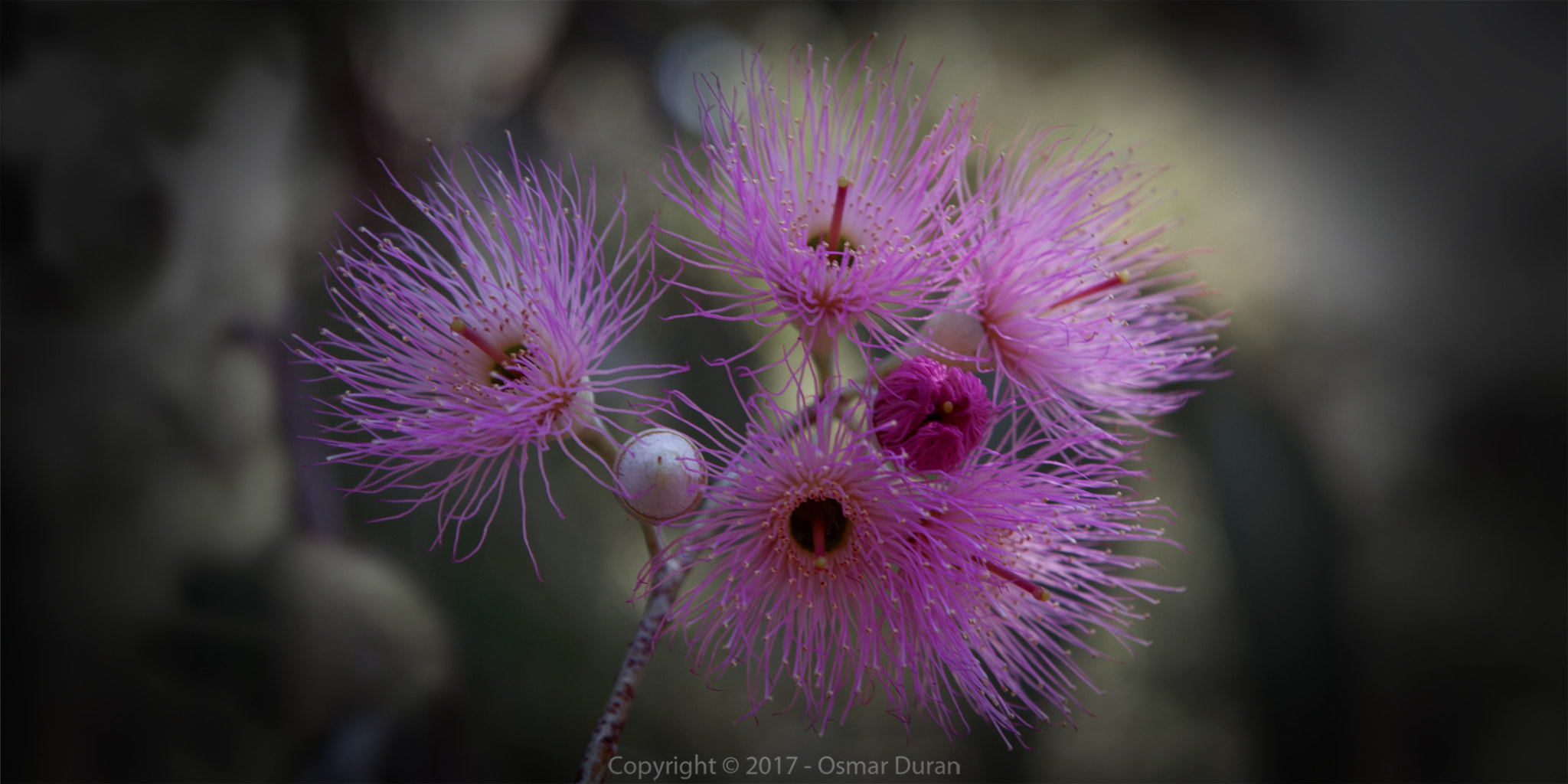 Nikon D200 sample photo. Eucalyptus macrocarpa i photography