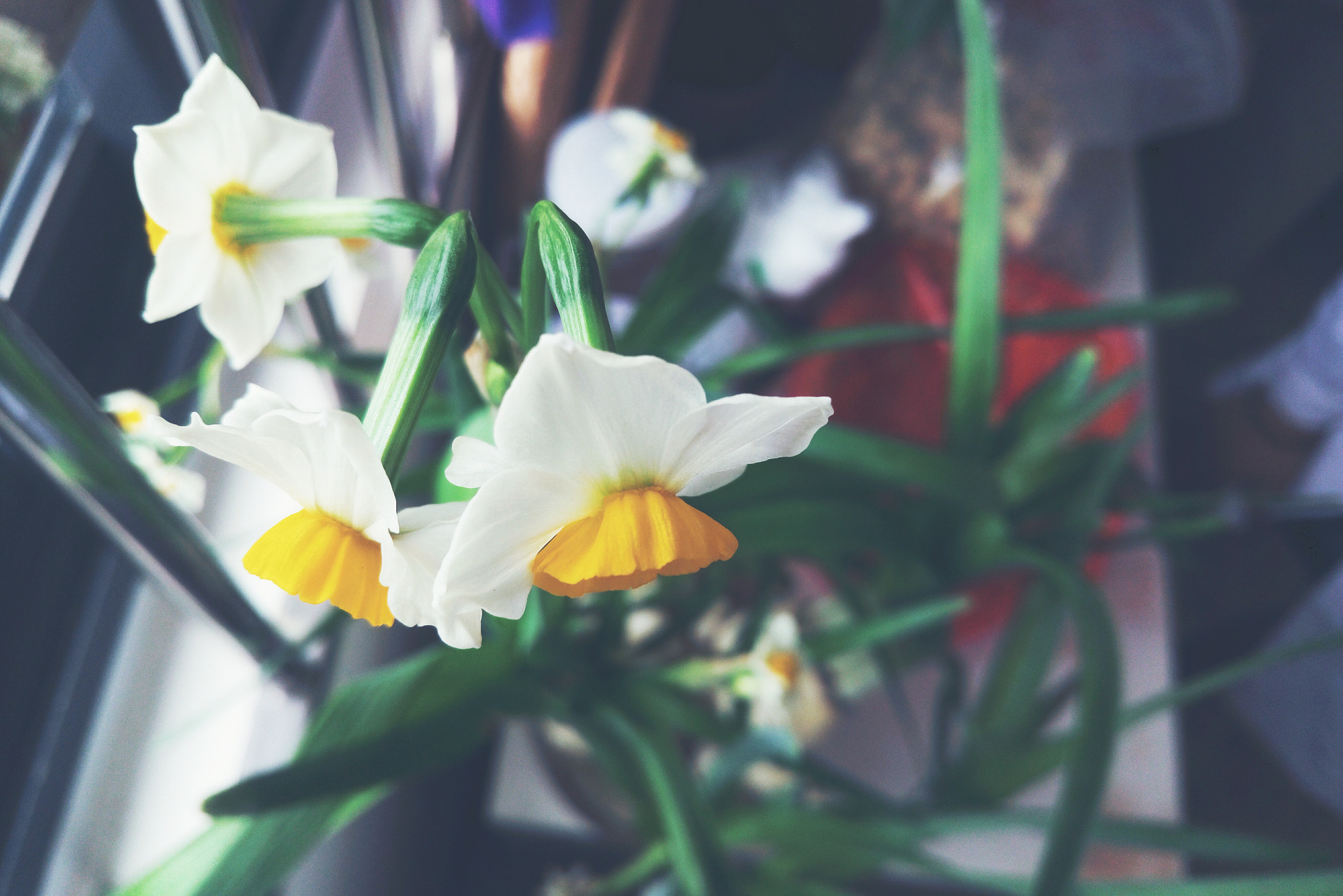 Meizu MX5 sample photo. 水仙花 photography