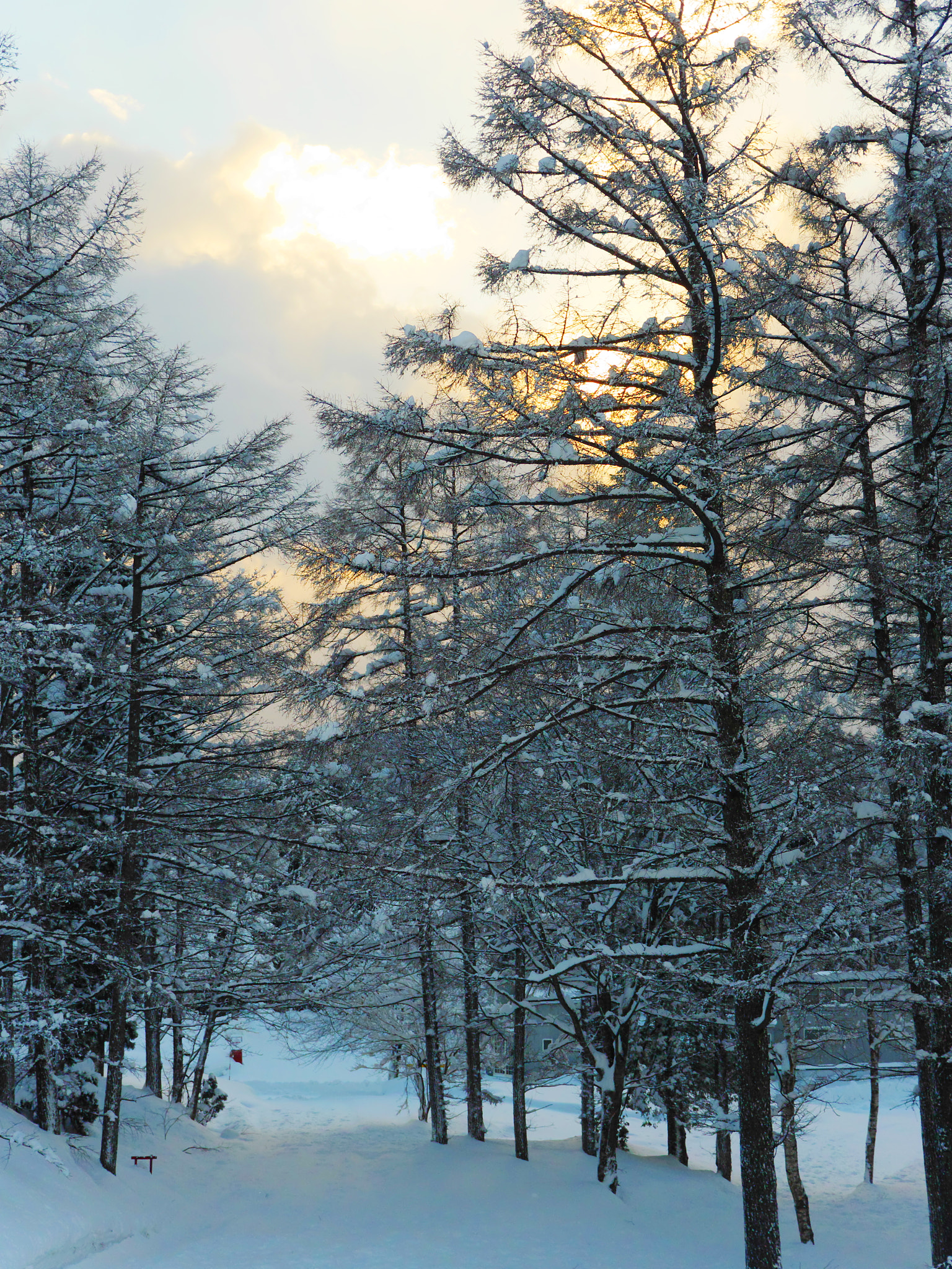 Panasonic Lumix G X Vario 12-35mm F2.8 ASPH Power OIS sample photo. Sunrise in the woods photography