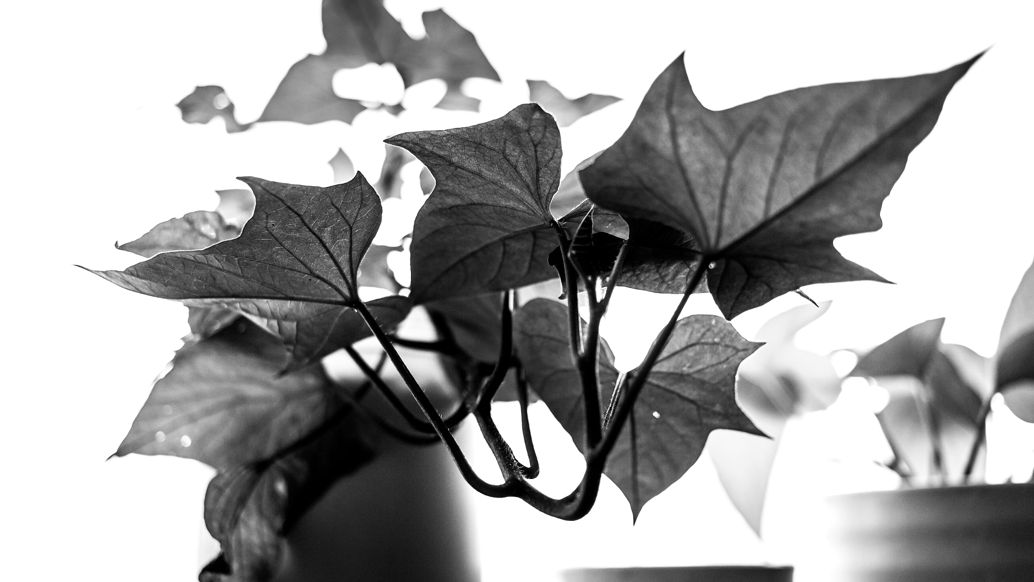 Canon EF-S 24mm F2.8 STM sample photo. Spring 37/52 photography