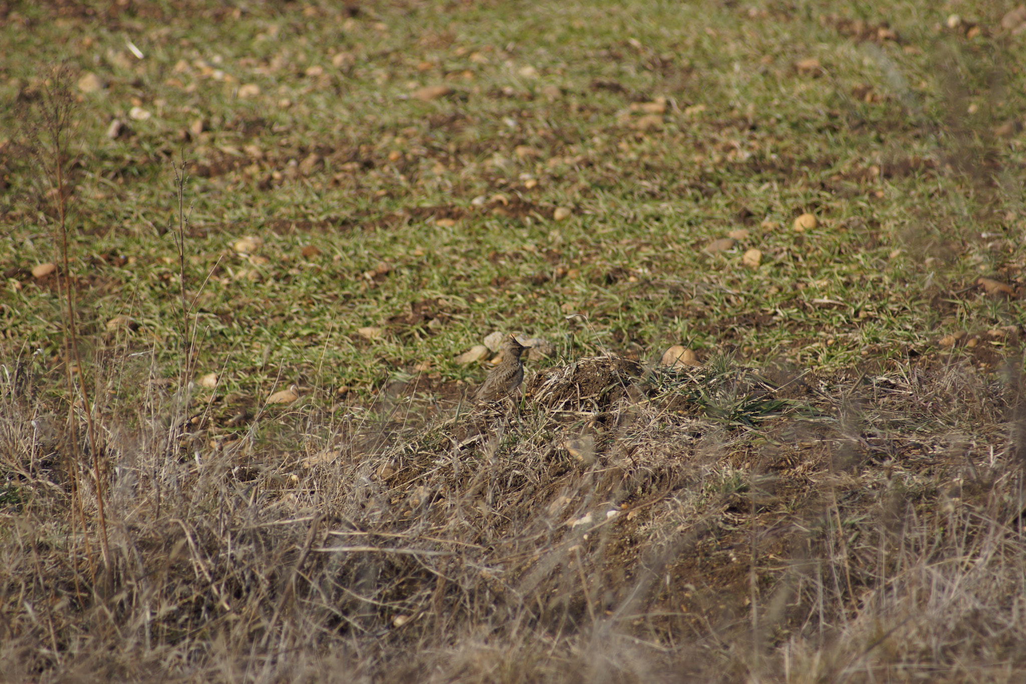 Sony SLT-A65 (SLT-A65V) + Minolta AF 70-210mm F4.5-5.6 [II] sample photo. Bird watching  photography